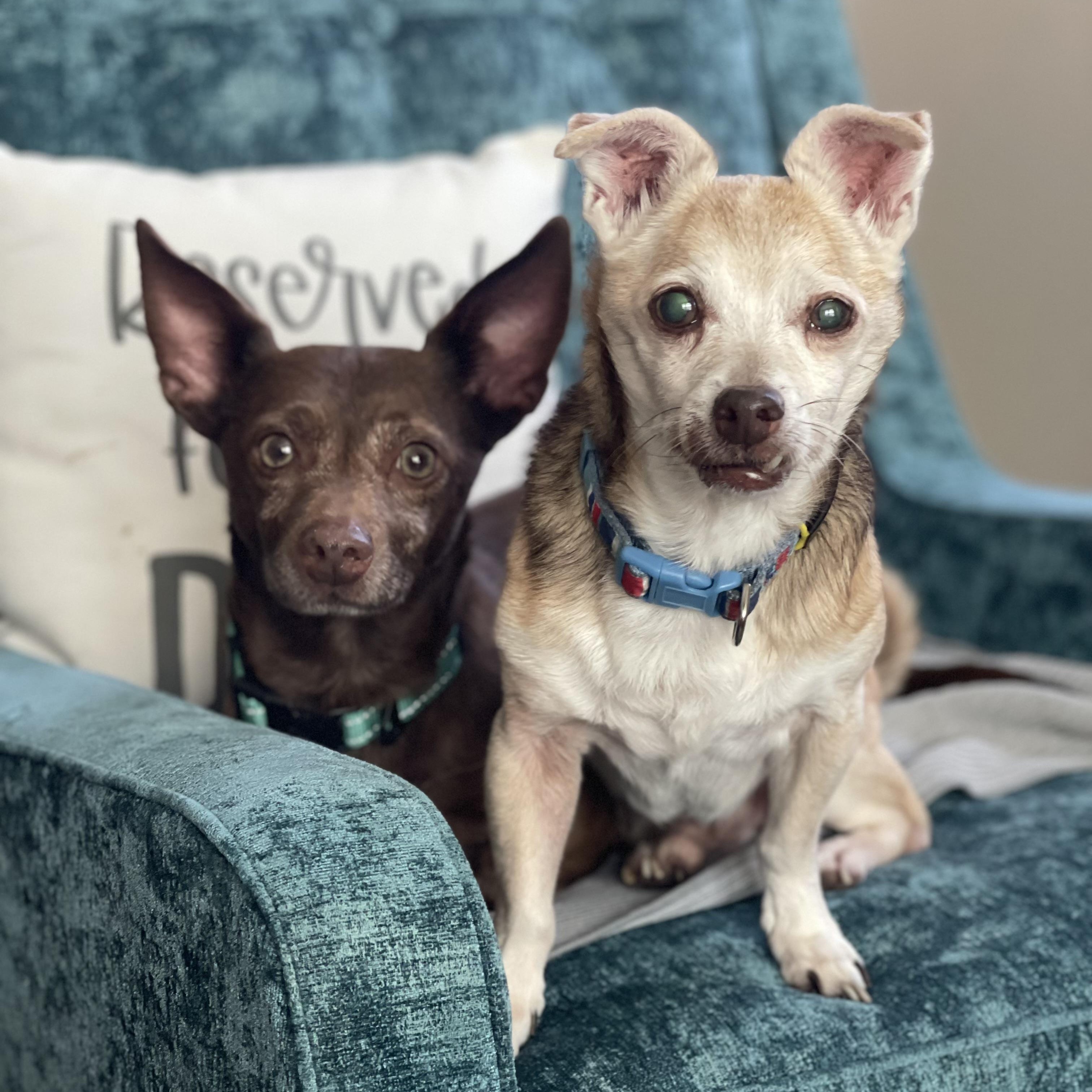 Doug and Pickles in Colorado, ADOPTABLE, Senior Male Chihuahua.