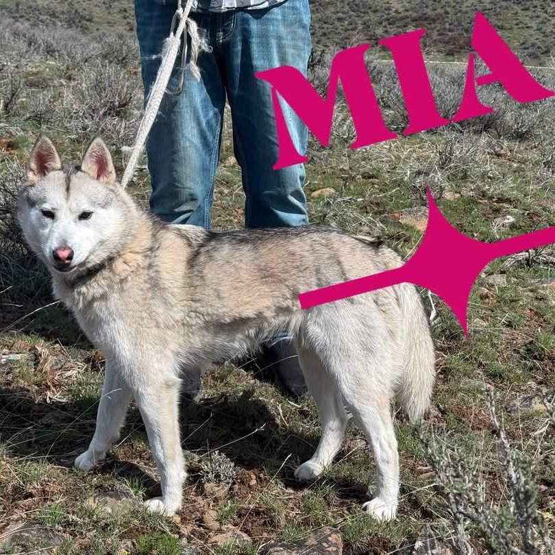 Mia, an adoptable Siberian Husky in West Richland, WA, 99353 | Photo Image 1