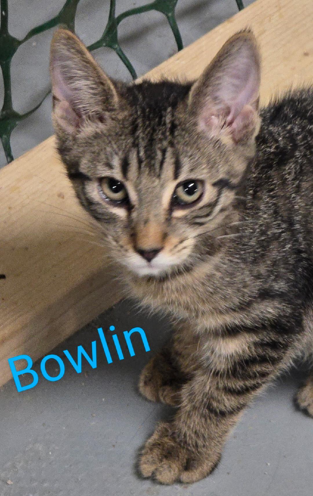 Enlarge Bowlin, an adopted mixed breed in Las Cruces, NM image 1/1
