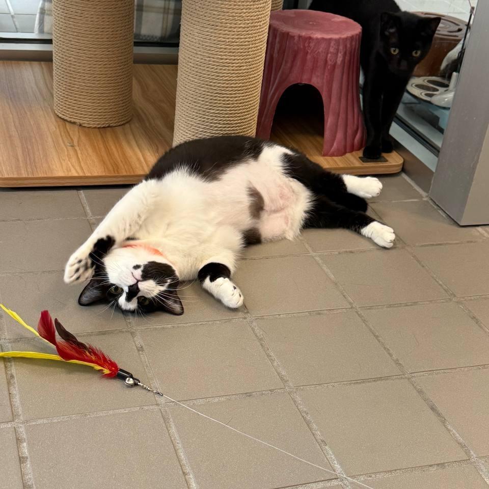 Lola, Adoptable, Young Female Domestic Short Hair.