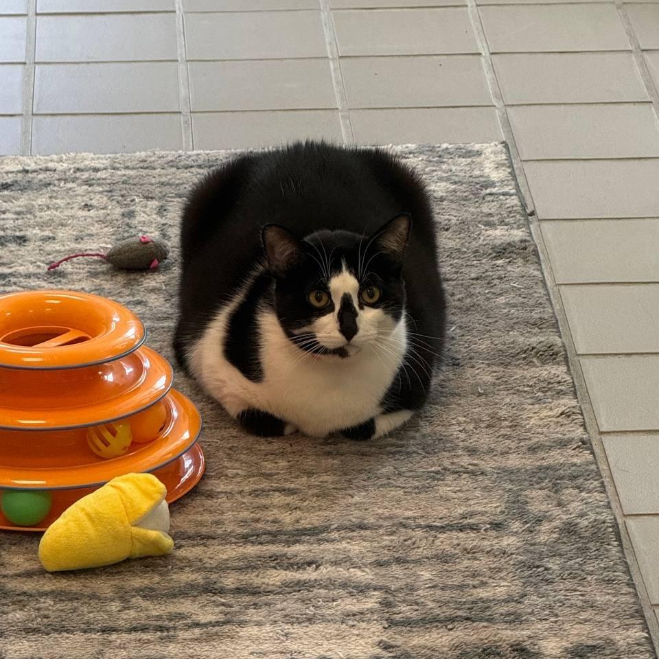 Lola, a Adoptable Domestic Short Hair in Wantagh, NY image 2/6