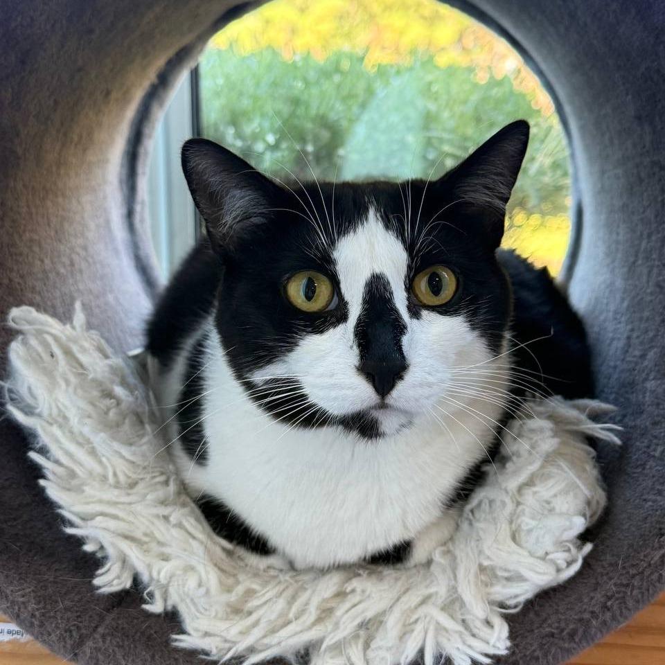 Enlarge Lola, a Adoptable Domestic Short Hair in Wantagh, NY image 3/6
