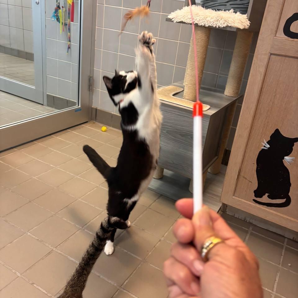 Lola, a Adoptable Domestic Short Hair in Wantagh, NY image 3/6