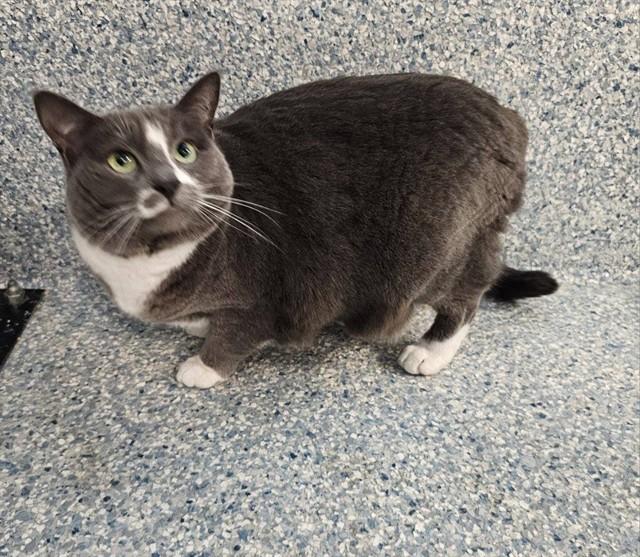 SOLO, Adoptable, Adult Female Domestic Short Hair.