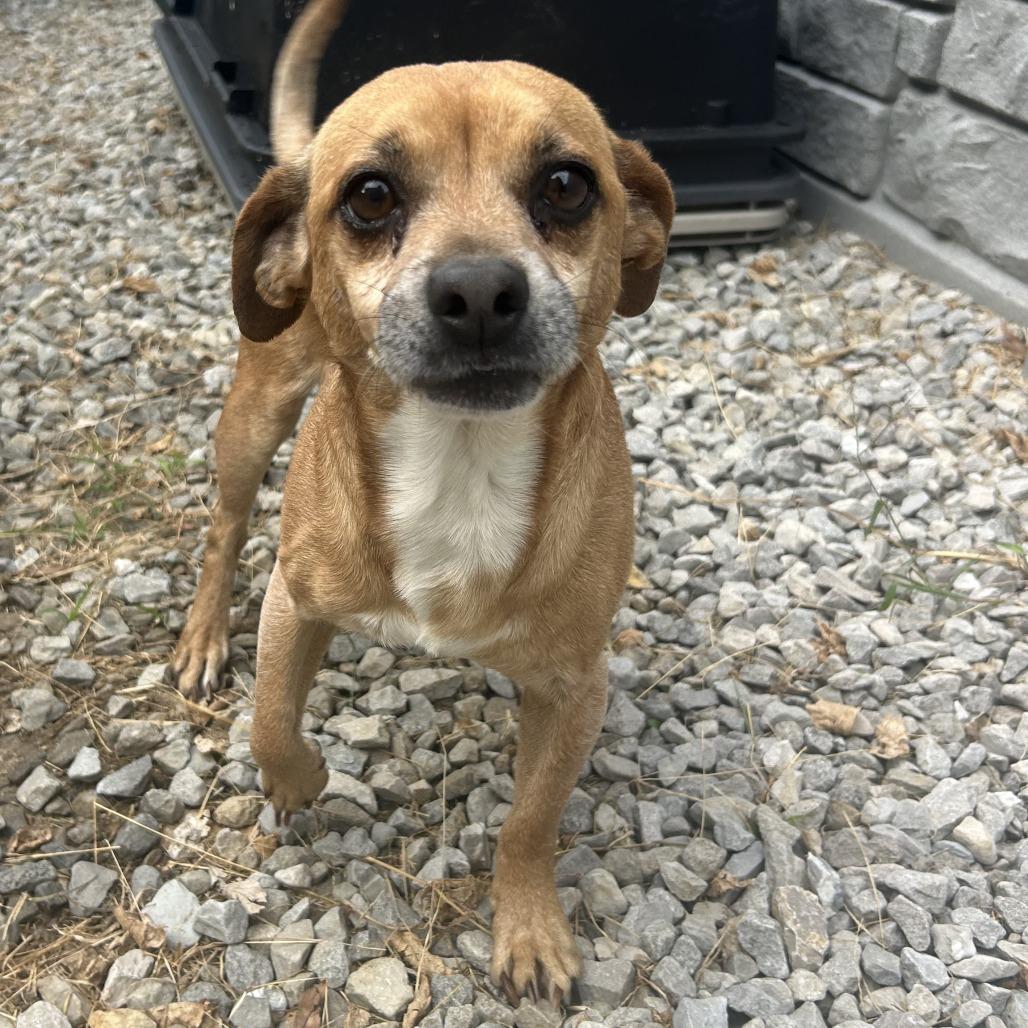 Dewie, Adoptable, Adult Male Chihuahua & Mixed Breed.