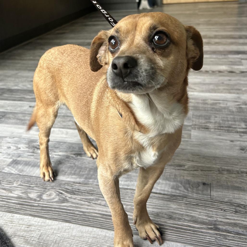 Enlarge Dewie, a Adoptable mixed breed in St. Louis, MO image 2/4