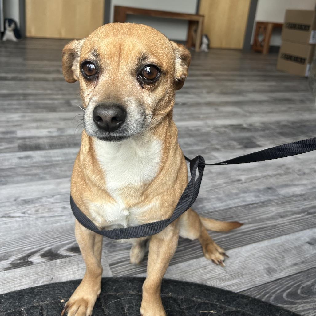 Enlarge Dewie, a Adoptable mixed breed in St. Louis, MO image 3/4