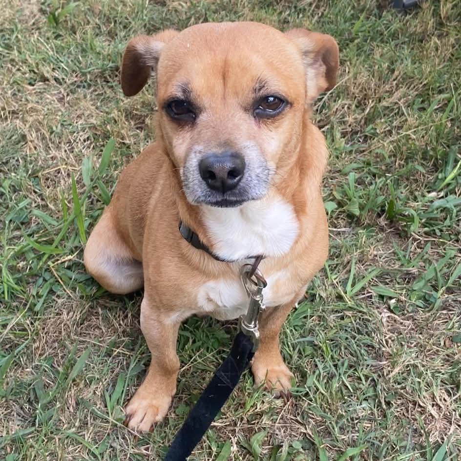 Enlarge Dewie, a Adoptable mixed breed in St. Louis, MO image 4/4