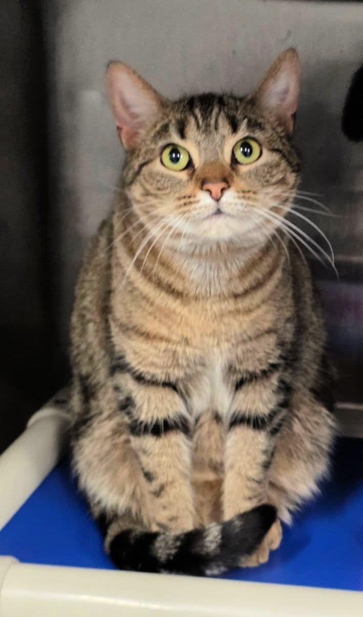 Dee Dee, adopted, Adult Female Domestic Short Hair.