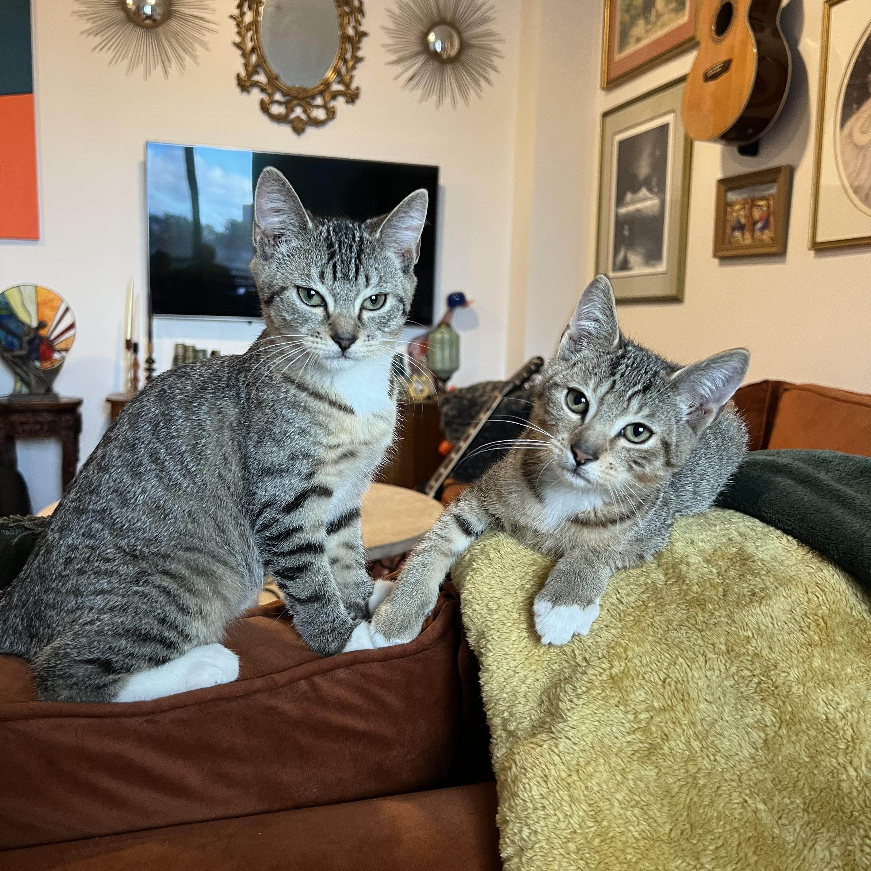 Enlarge Yield and Roundabout, a Adoptable mixed breed in Brooklyn, NY image 1/6