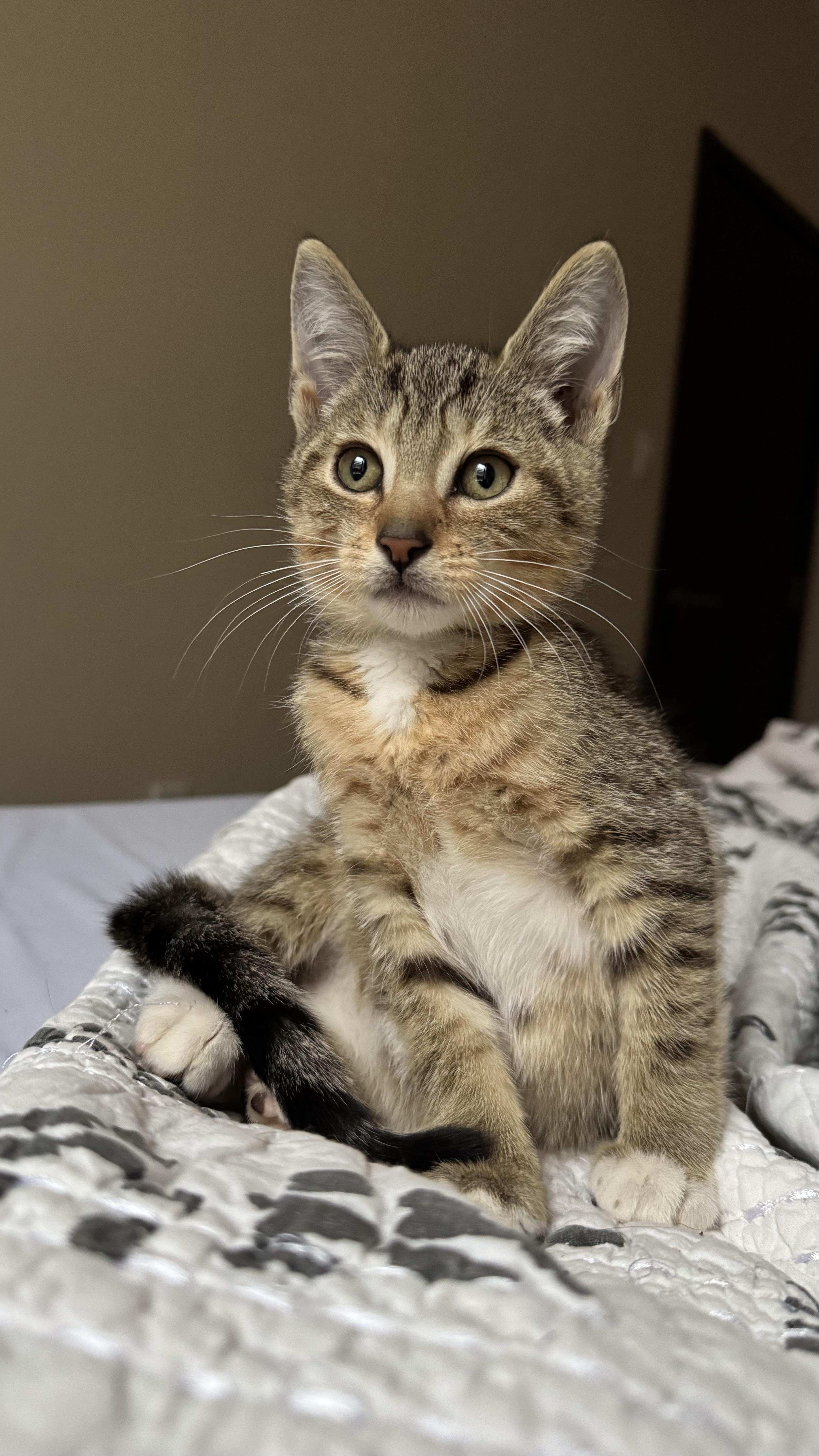 Yield and Roundabout, an adoptable Domestic Short Hair, Ocicat in Brooklyn, NY, 11216 | Photo Image 3