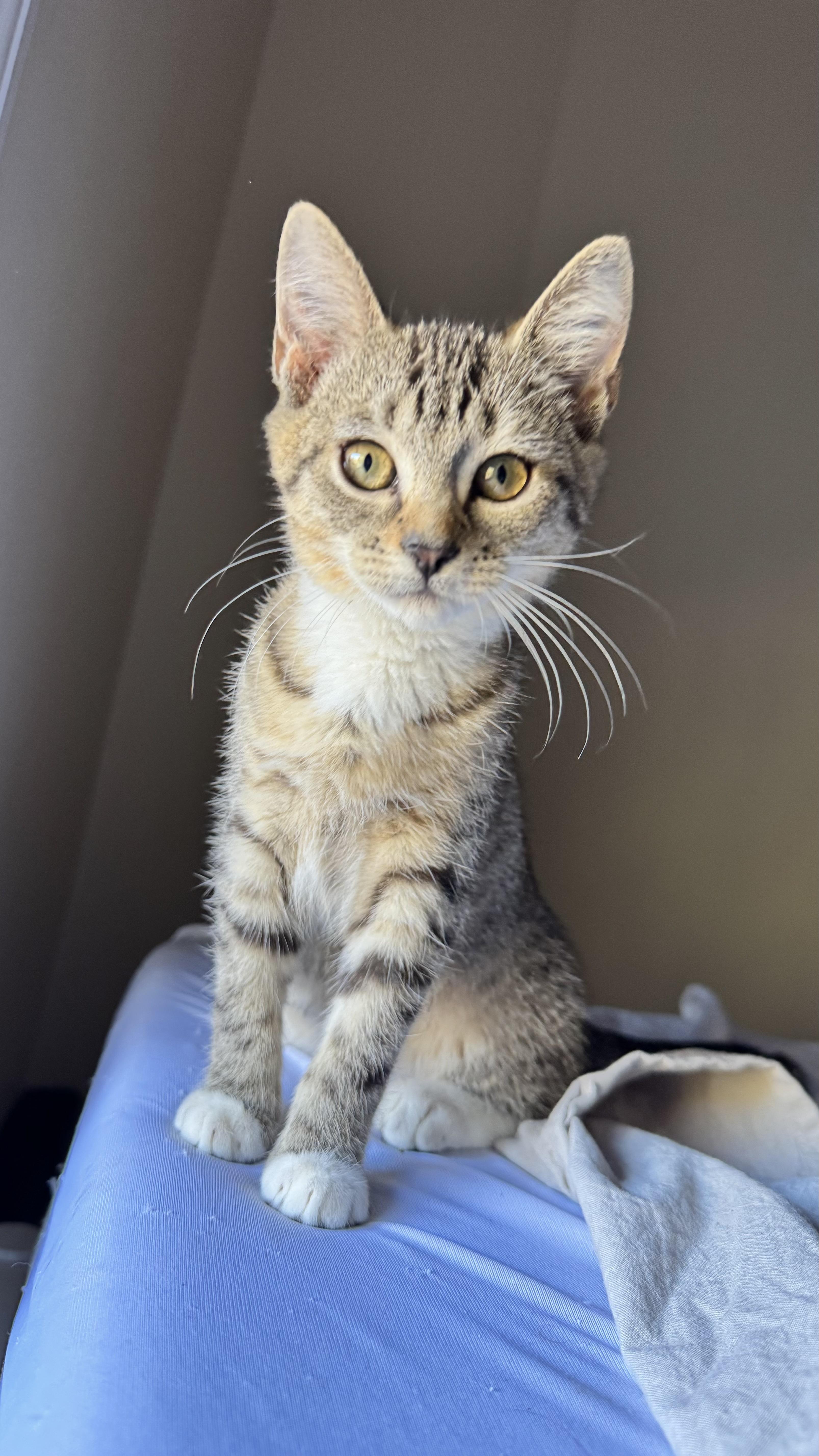 Enlarge Yield and Roundabout, a Adoptable mixed breed in Brooklyn, NY image 6/6