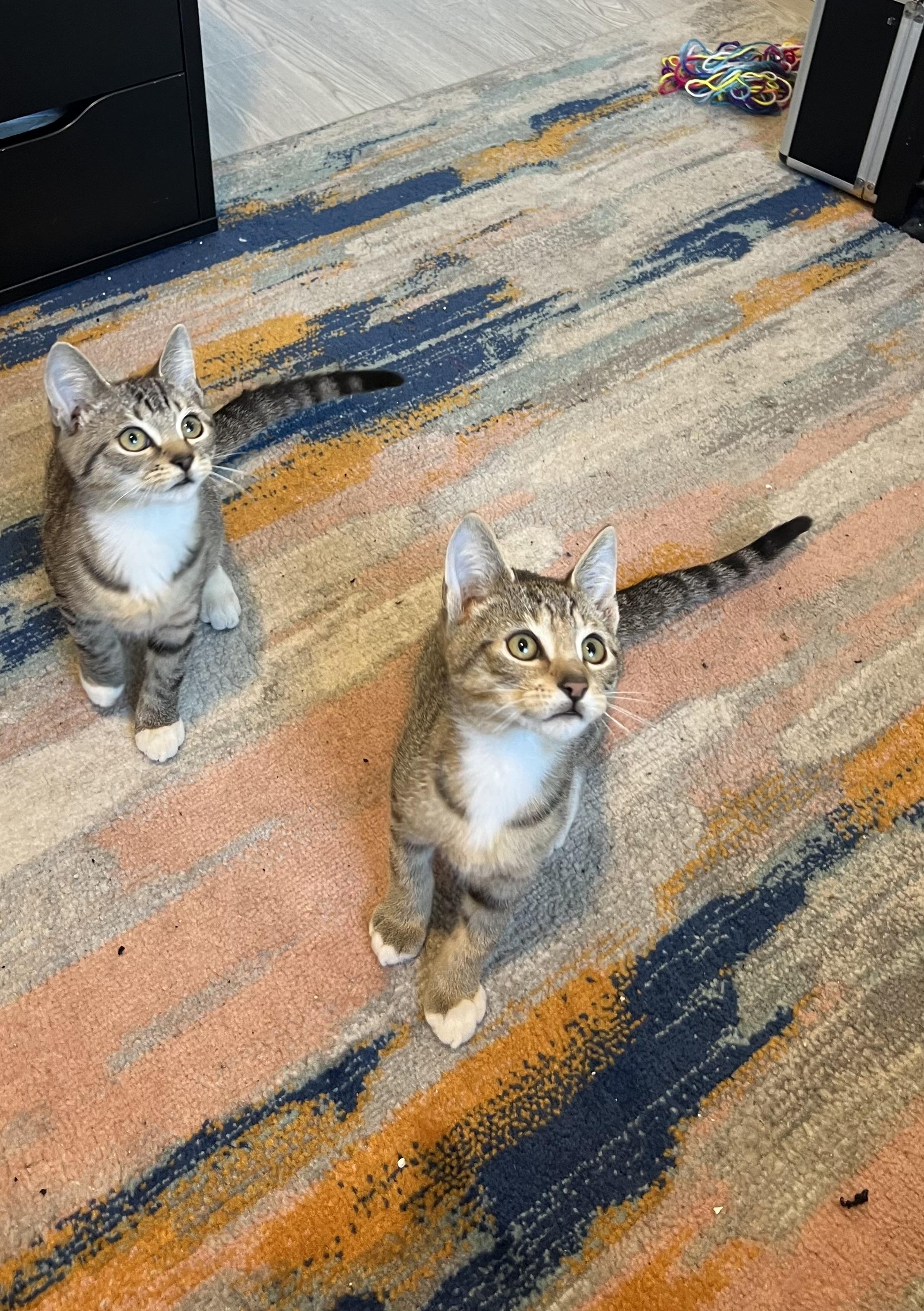 Yield and Roundabout, an adoptable Domestic Short Hair, Ocicat in Brooklyn, NY, 11216 | Photo Image 4