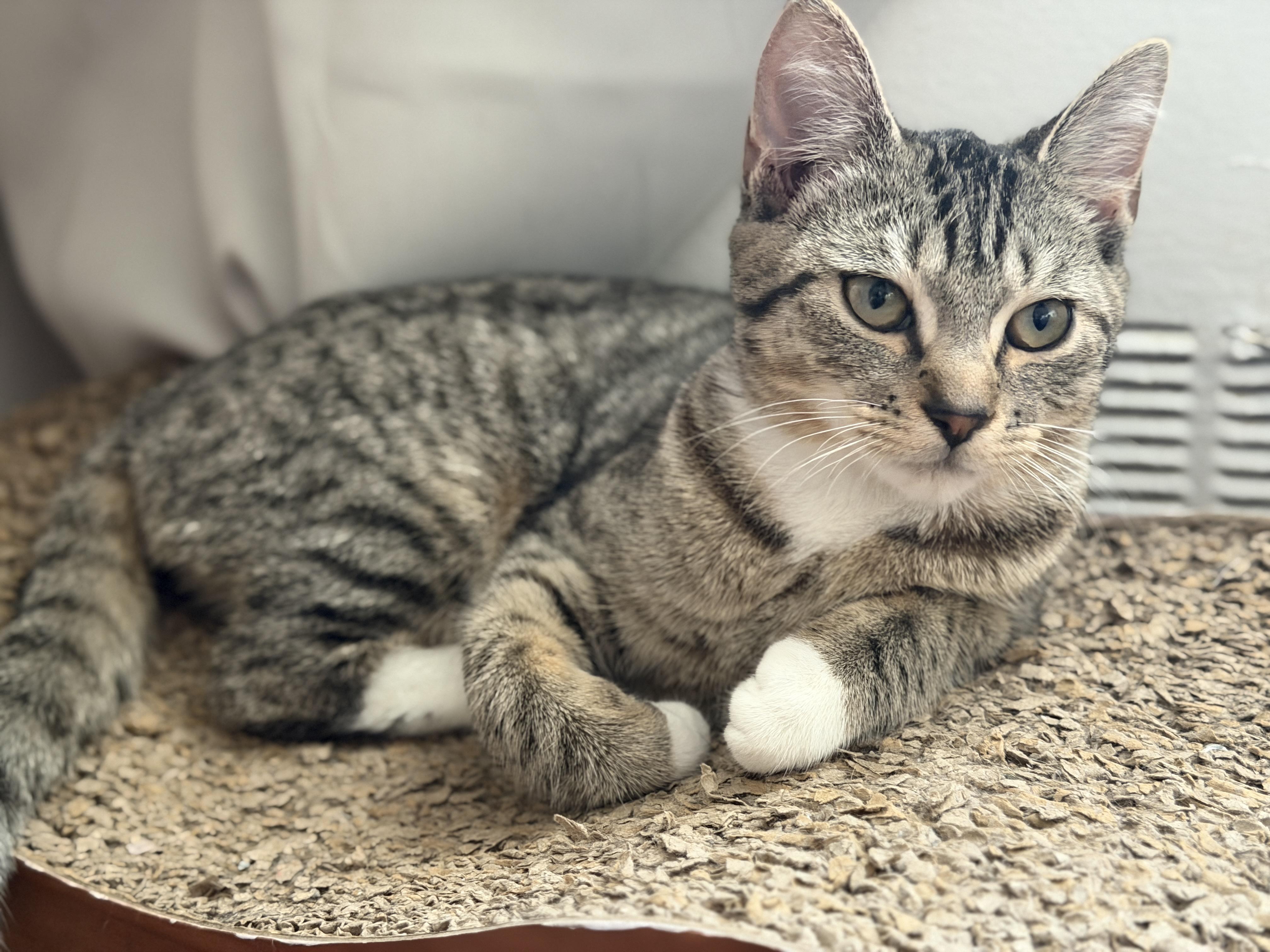 Enlarge Yield and Roundabout, a Adoptable mixed breed in Brooklyn, NY image 4/6