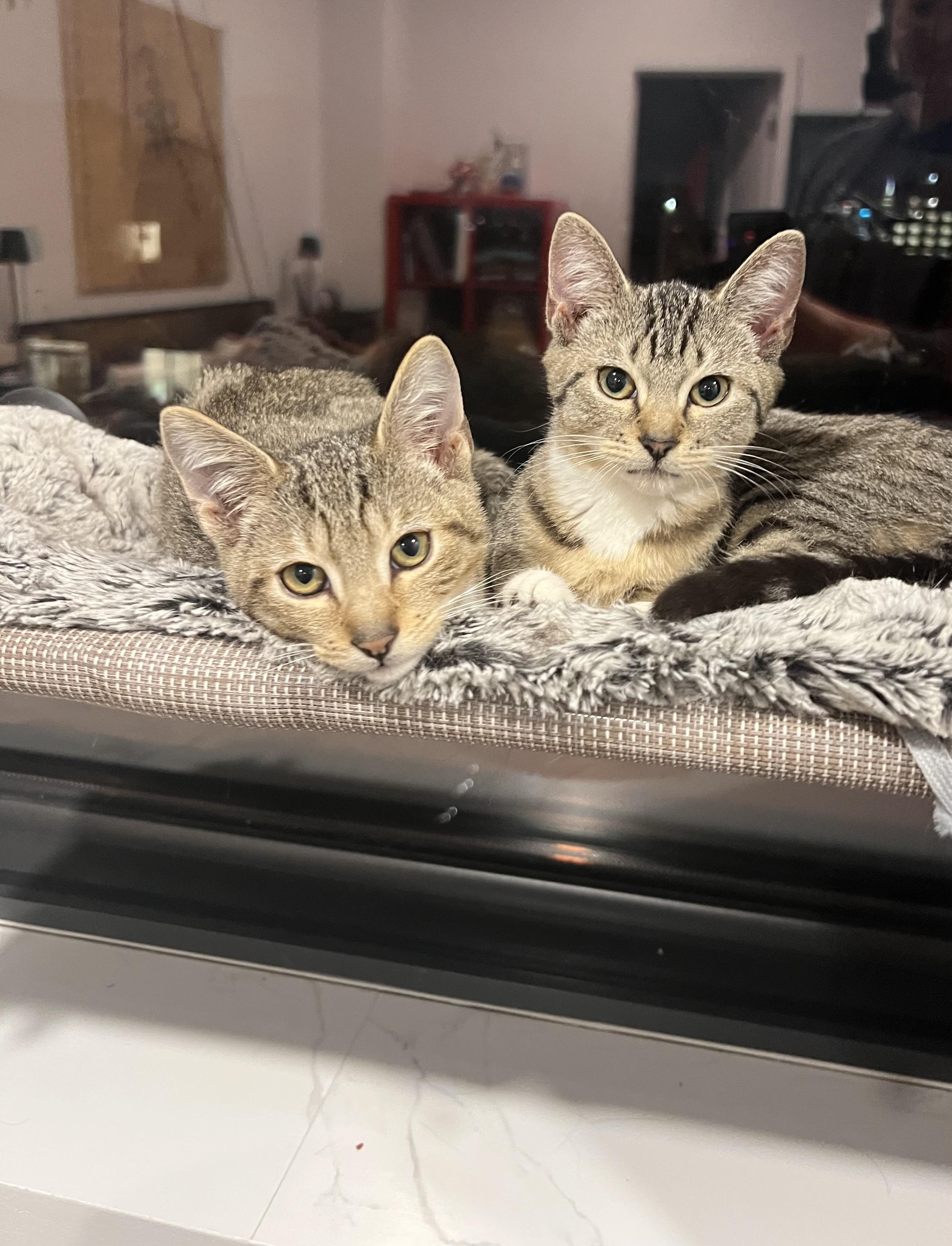 Yield and Roundabout, an adoptable Domestic Short Hair, Ocicat in Brooklyn, NY, 11216 | Photo Image 6