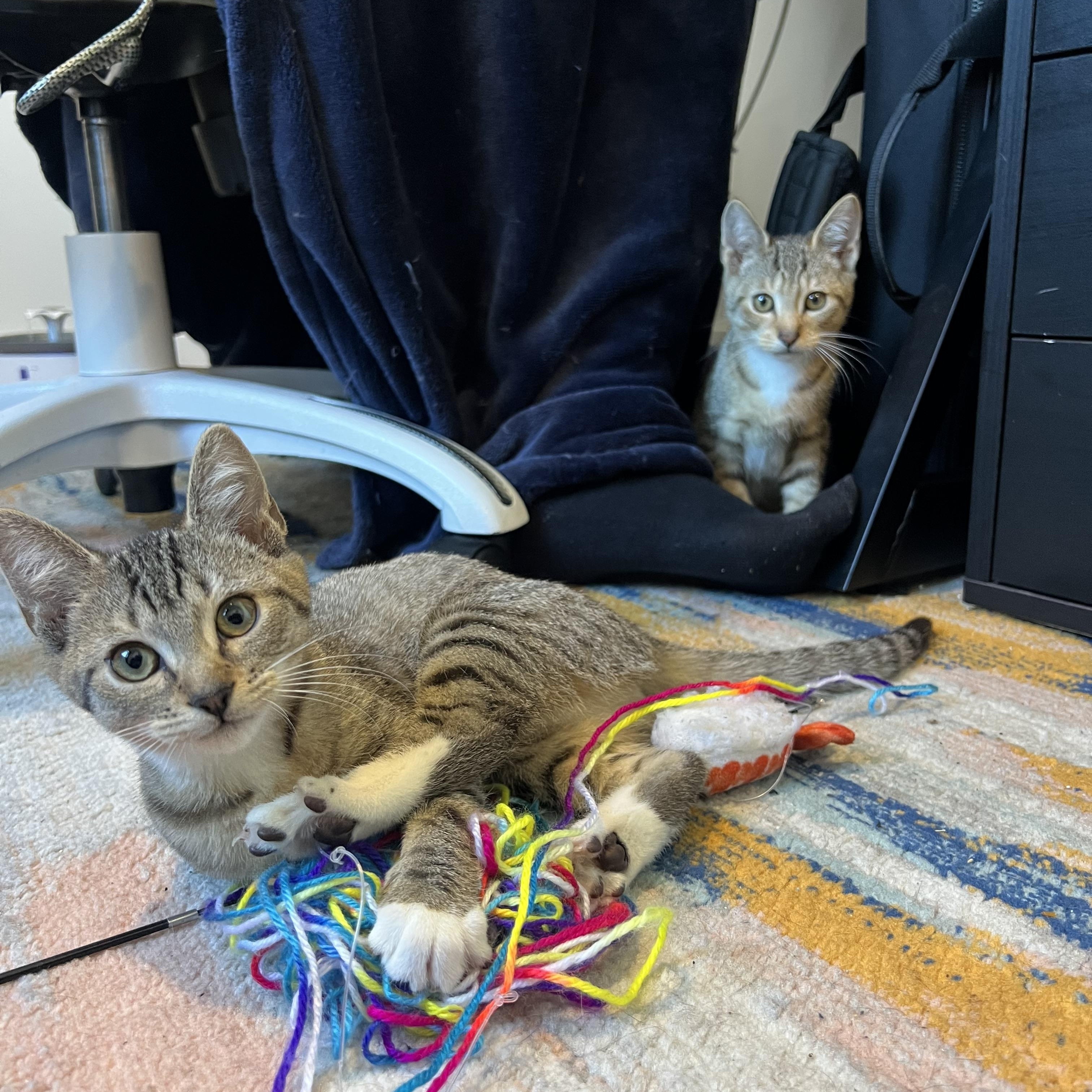 Enlarge Yield and Roundabout, a Adoptable mixed breed in Brooklyn, NY image 6/6