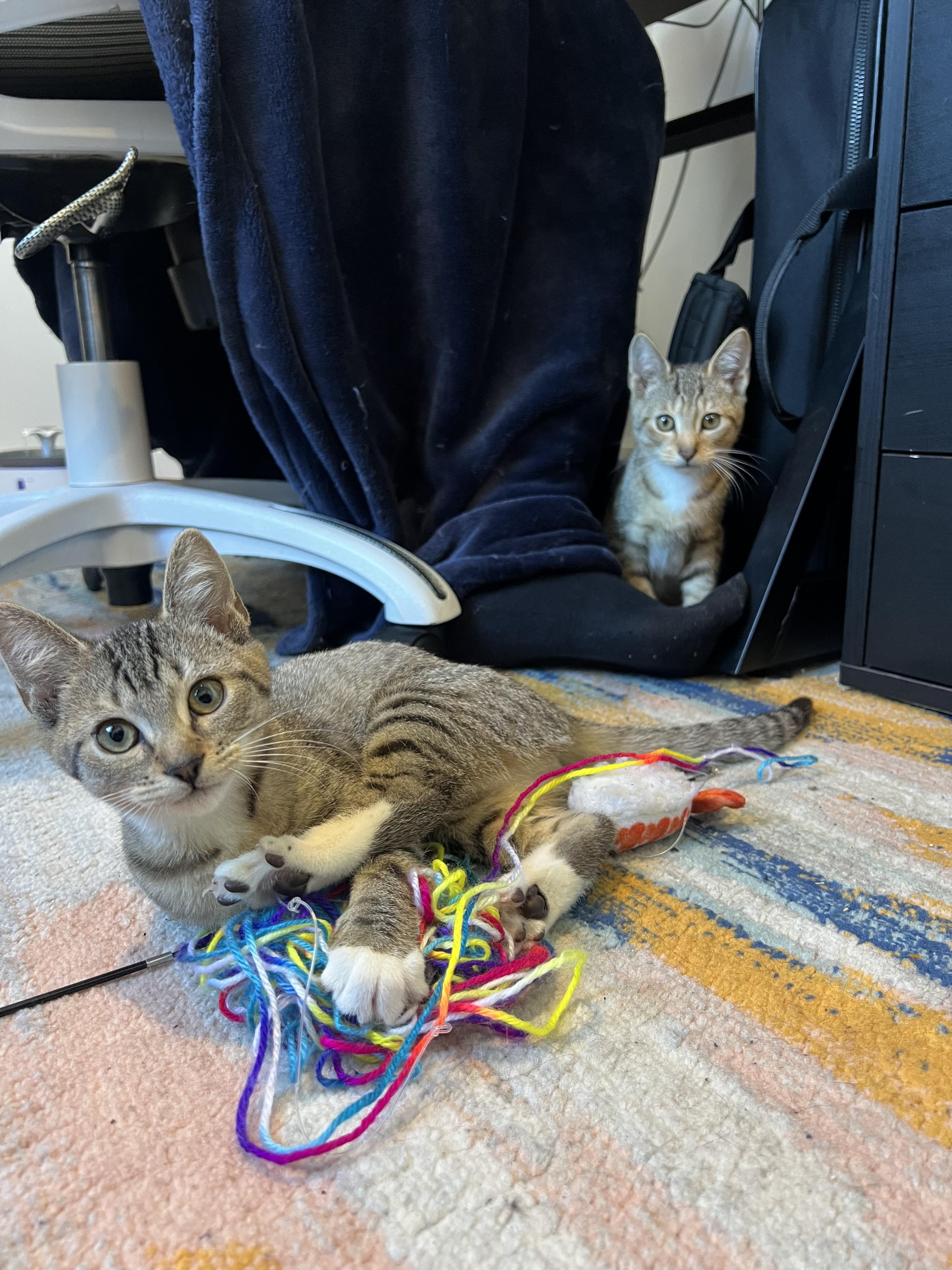 Enlarge Yield and Roundabout, a Adoptable mixed breed in Brooklyn, NY image 6/6