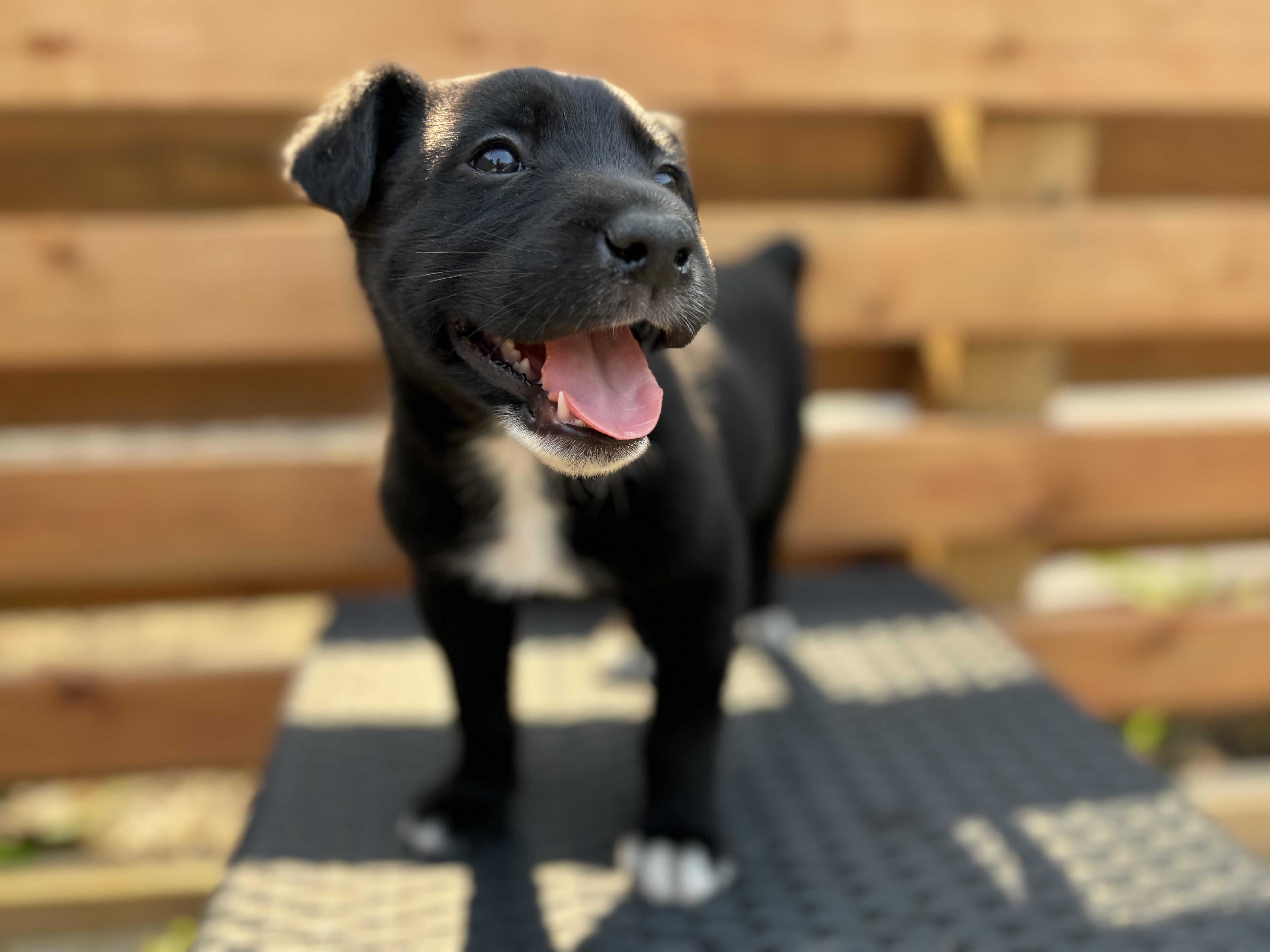 Pickles, an adoptable Collie in Winnipeg, MB, R2R 1s1 | Photo Image 3