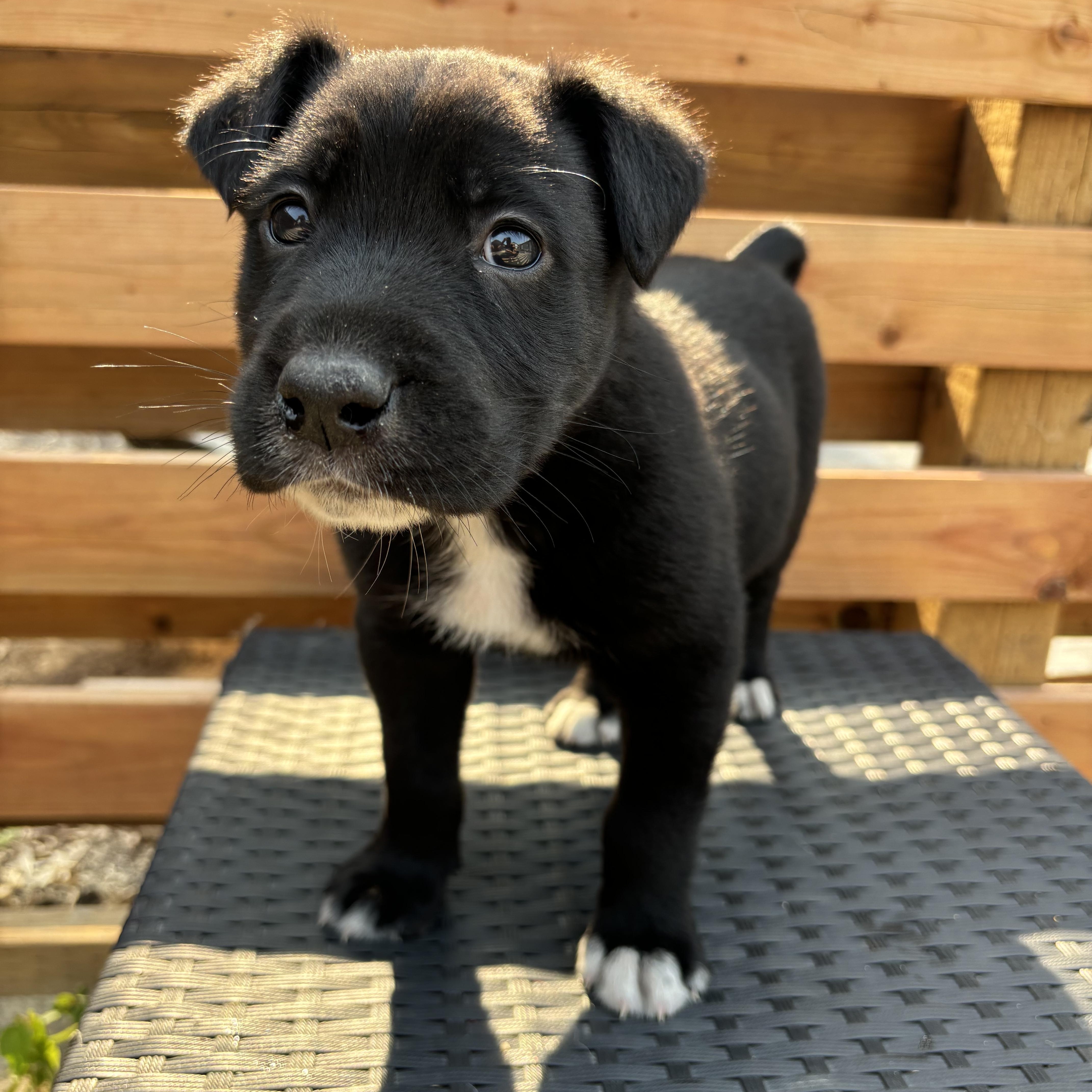 Pickles, Young Male Collie