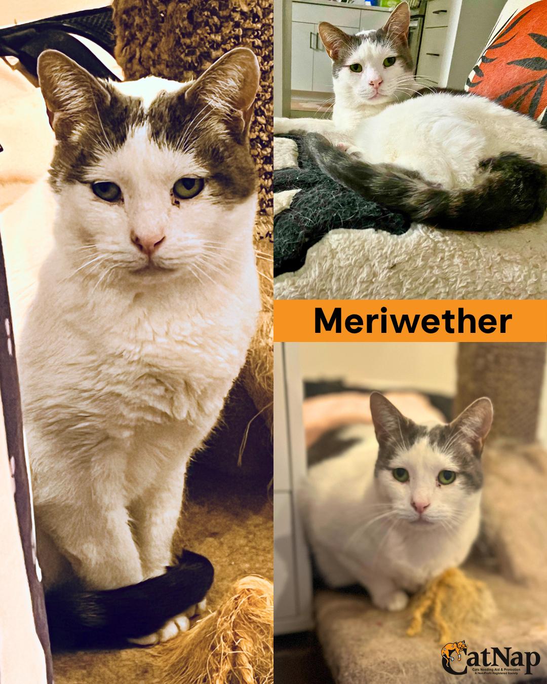 Meriwether, ADOPTABLE, Adult Male Domestic Short Hair.