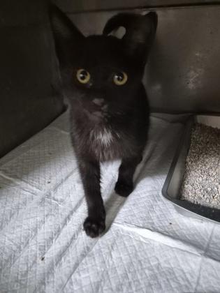 AutoBot, Adoptable, Young Female Domestic Short Hair & Domestic Short Hair.