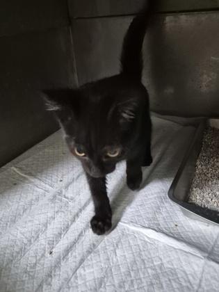Enlarge AutoBot, a Adoptable mixed breed in Simcoe, ON image 2/2