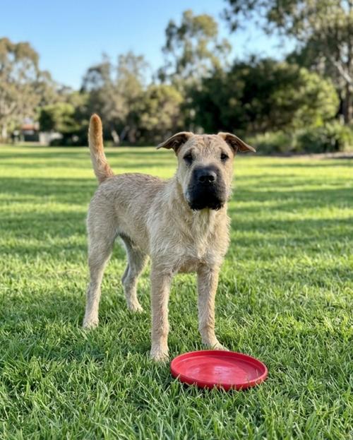 **STARLORD**, Adoptable, Young Male Schnauzer & Shar-Pei.