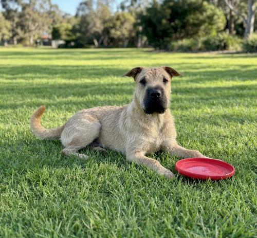 Enlarge **STARLORD**, a Adoptable mixed breed in North Prairie, WI image 2/2