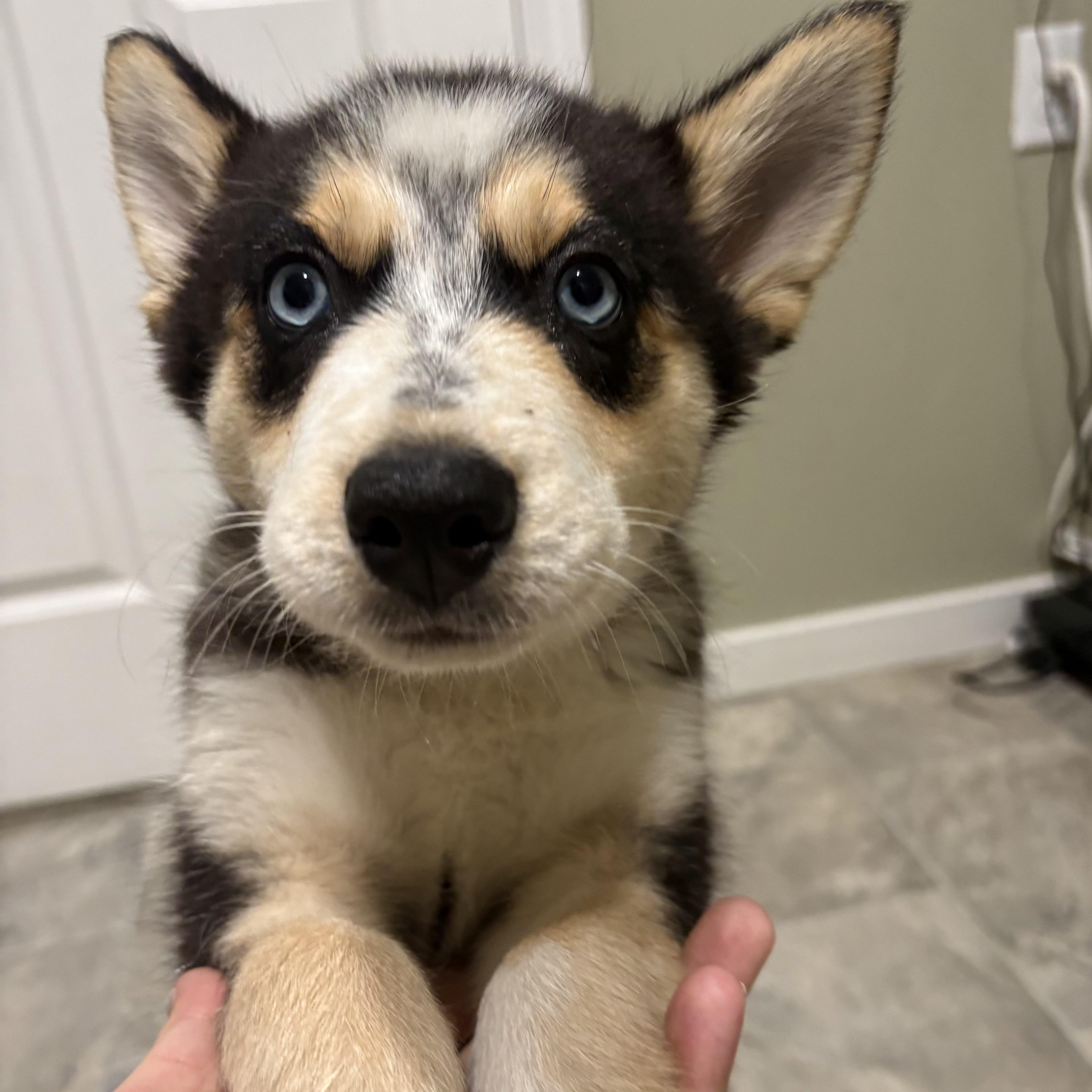 Olive, an adopted mixed breed in Grant, NE image 2/3