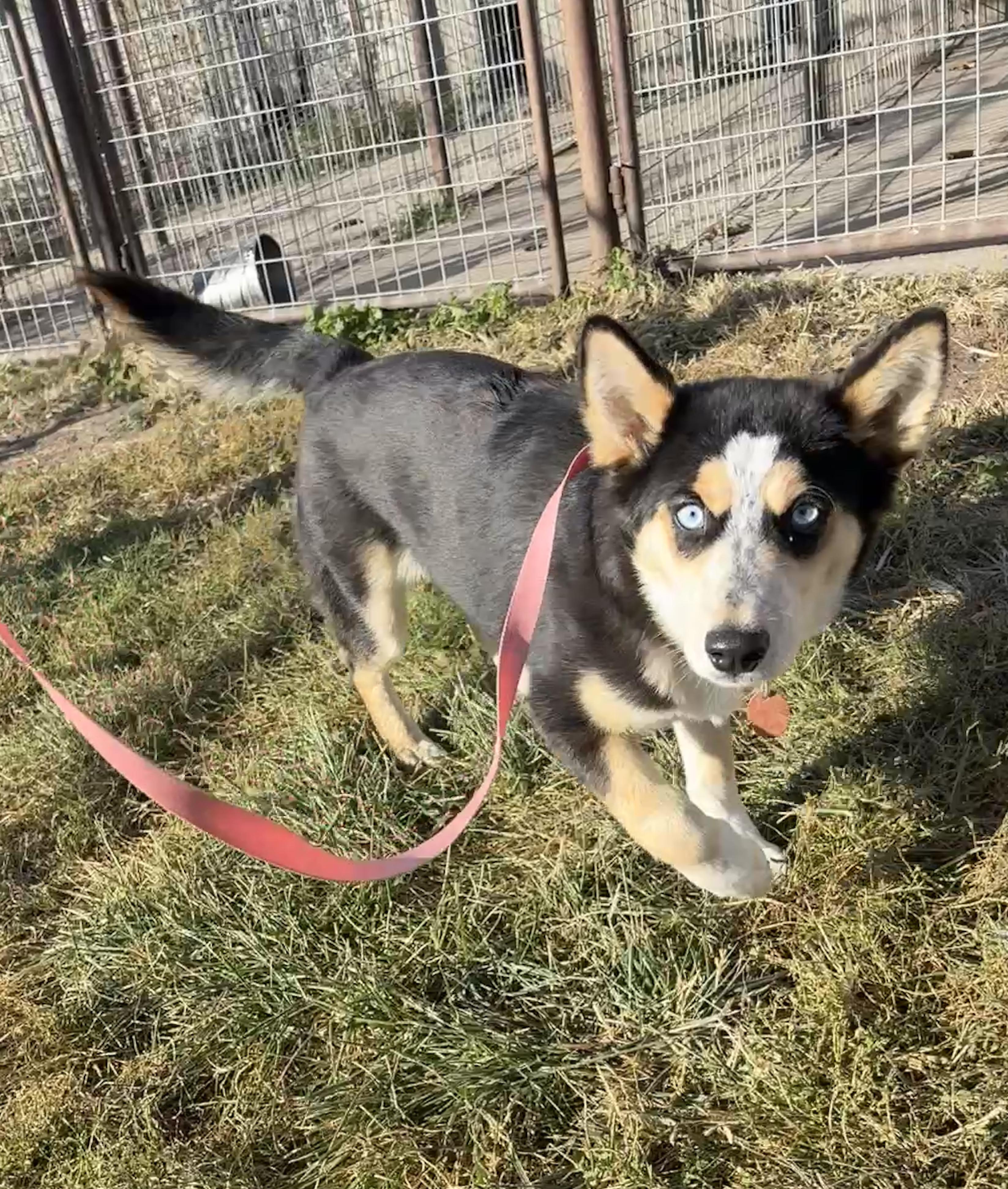 Enlarge Olive, a Adoptable mixed breed in Grant, NE image 4/5