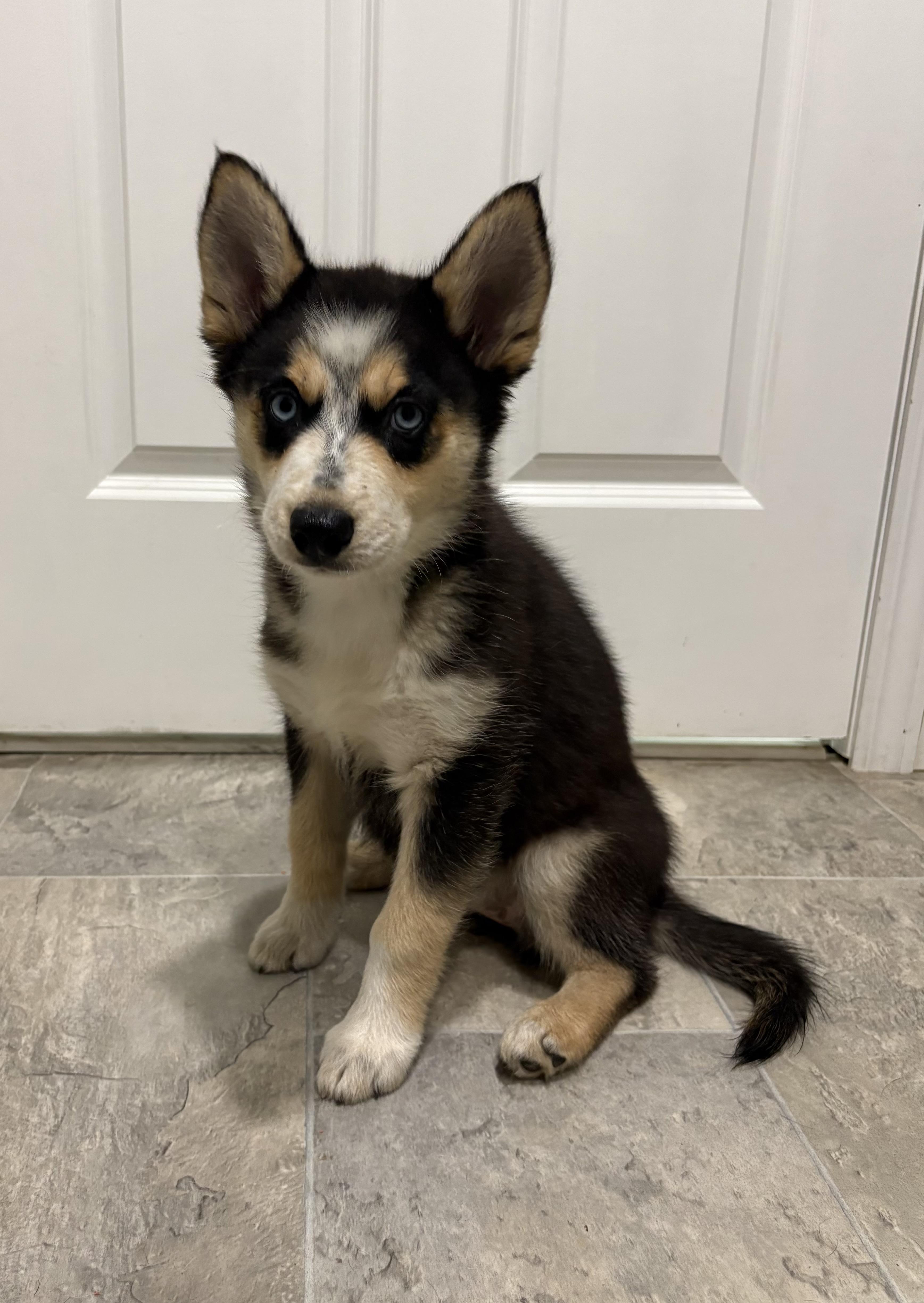 Olive, adopted, Puppy Female Siberian Husky & Australian Shepherd.
