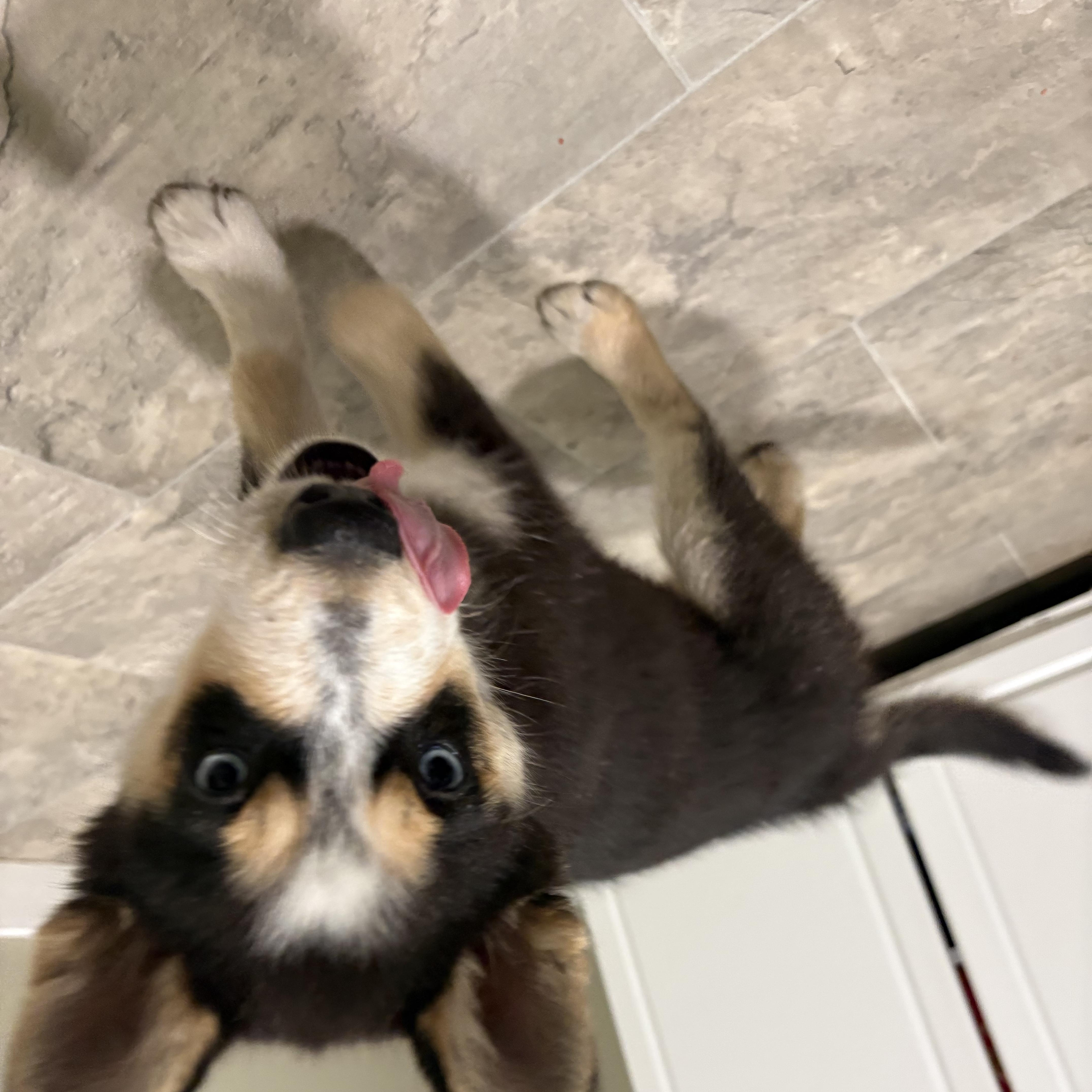 Olive, an adopted mixed breed in Grant, NE image 3/3