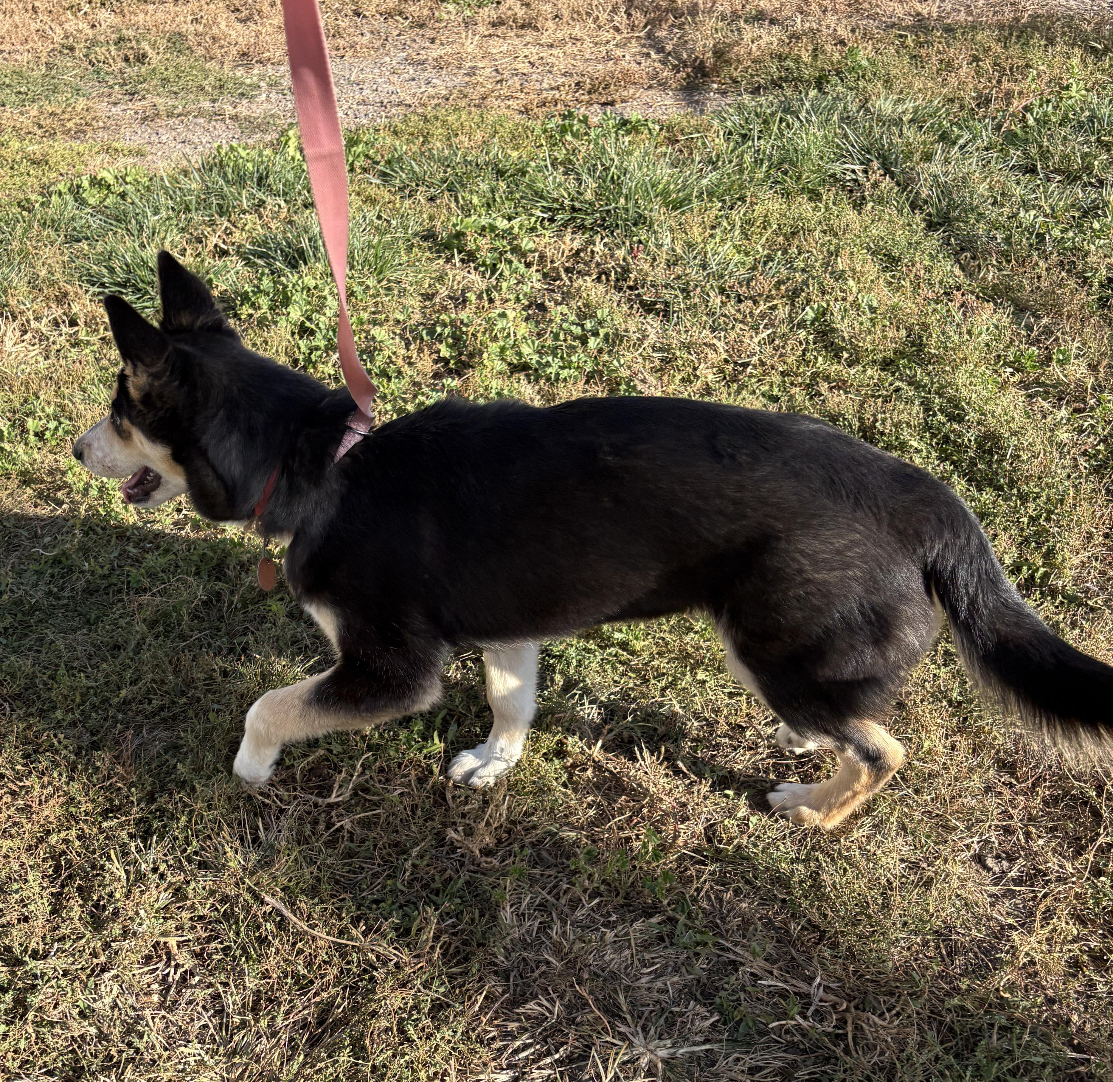 Enlarge Olive, a Adoptable mixed breed in Grant, NE image 5/5