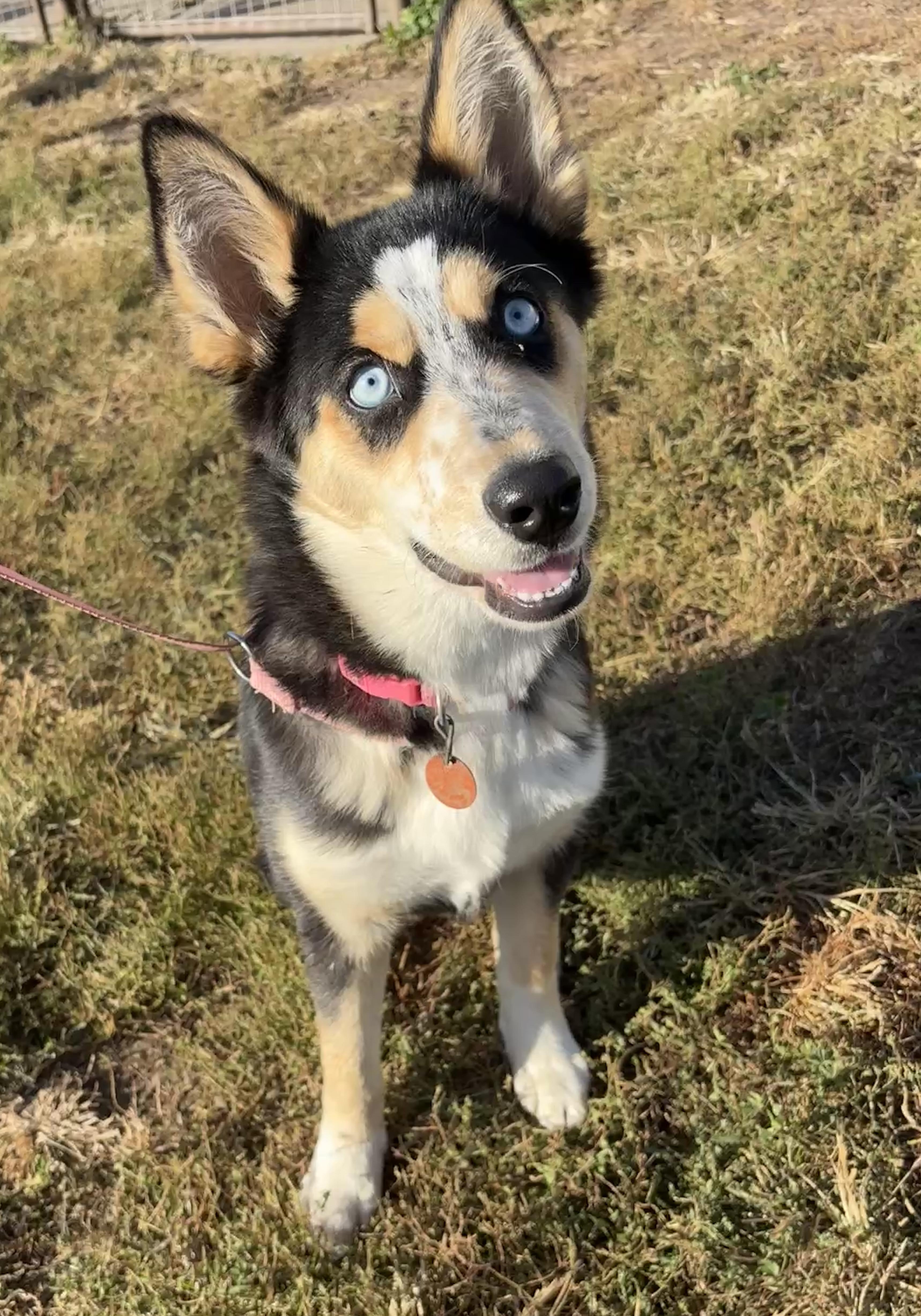 Enlarge Olive, a Adoptable mixed breed in Grant, NE image 1/5