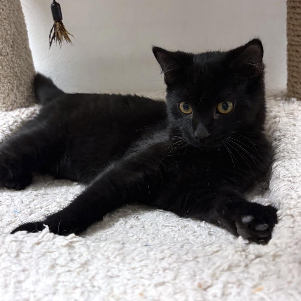 Enlarge Narwhal, a Adoptable Domestic Short Hair in Falls Church, VA image 1/4