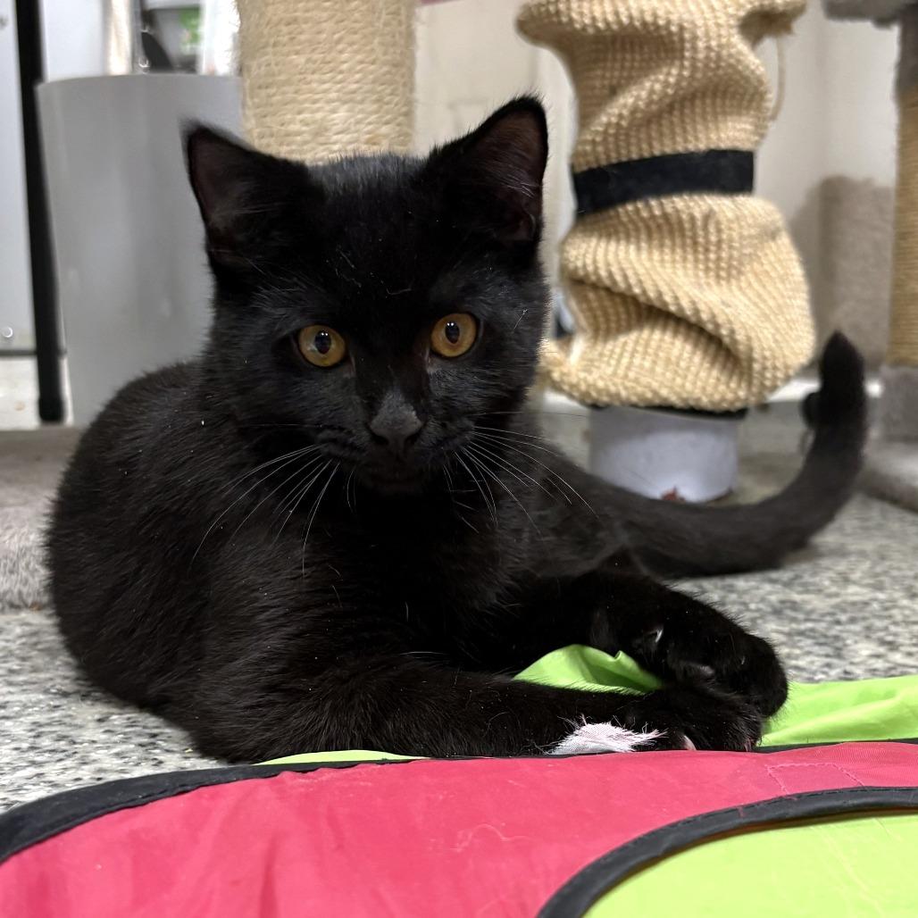 Enlarge Narwhal, a Adoptable Domestic Short Hair in Falls Church, VA image 2/4