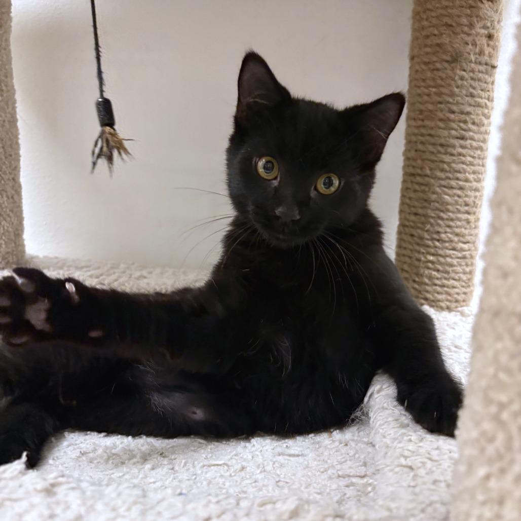 Enlarge Narwhal, a Adoptable Domestic Short Hair in Falls Church, VA image 3/4