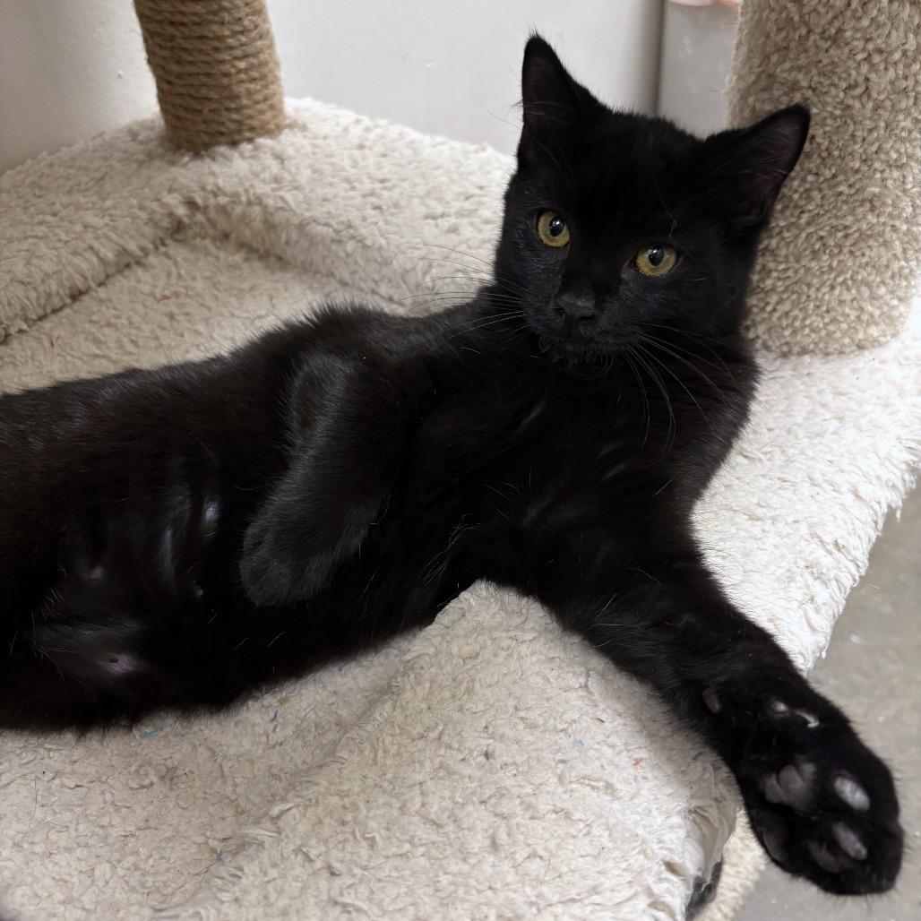 Enlarge Narwhal, a Adoptable Domestic Short Hair in Falls Church, VA image 4/4