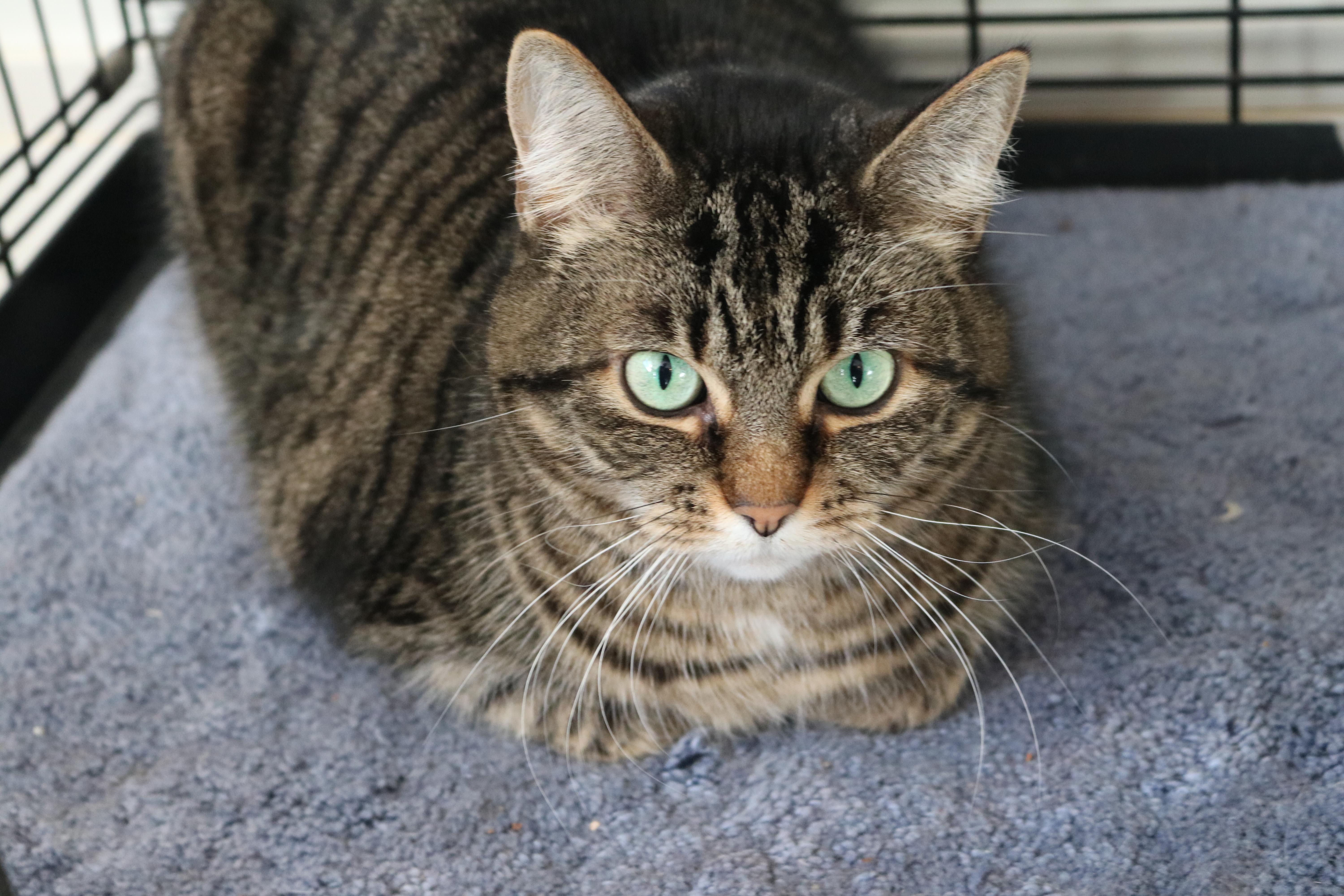 "M", a Adoptable Tiger in Manchester, MI image 1/6