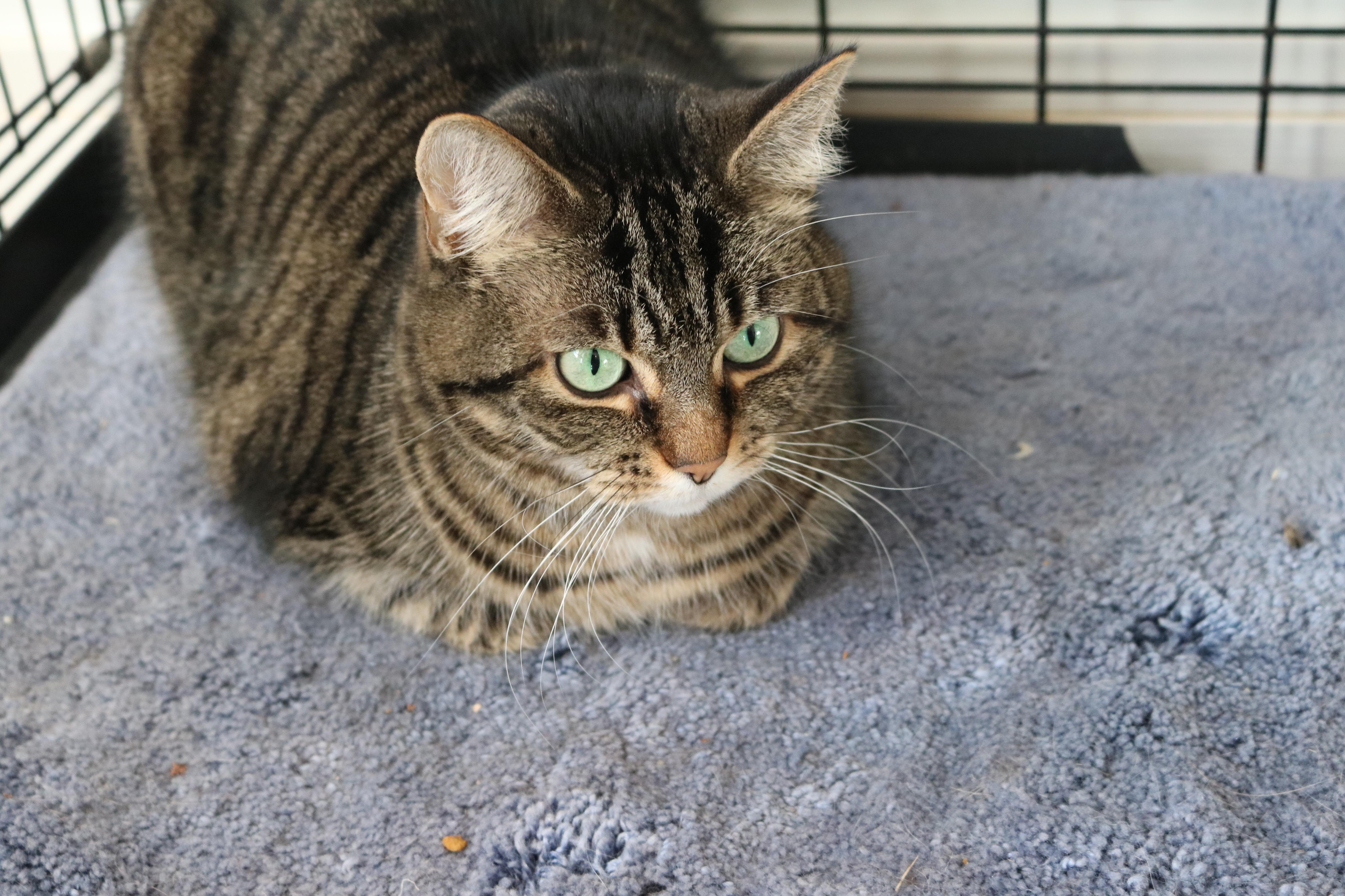 "M", a Adoptable Tiger in Manchester, MI image 2/6