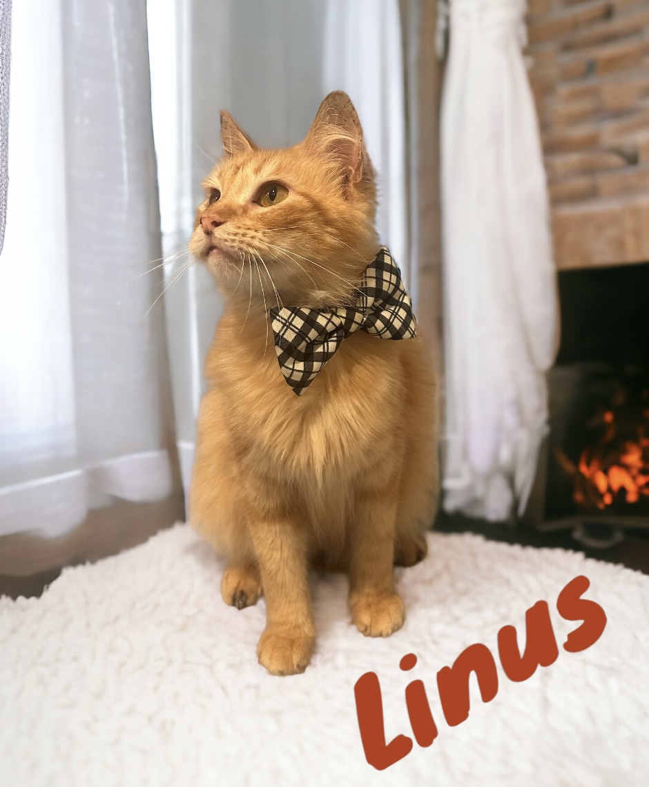 Linus, Adoptable, Young Male Domestic Medium Hair.
