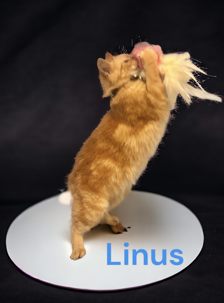 Enlarge Linus, a Adoptable Domestic Medium Hair in Dickinson, TX image 3/6