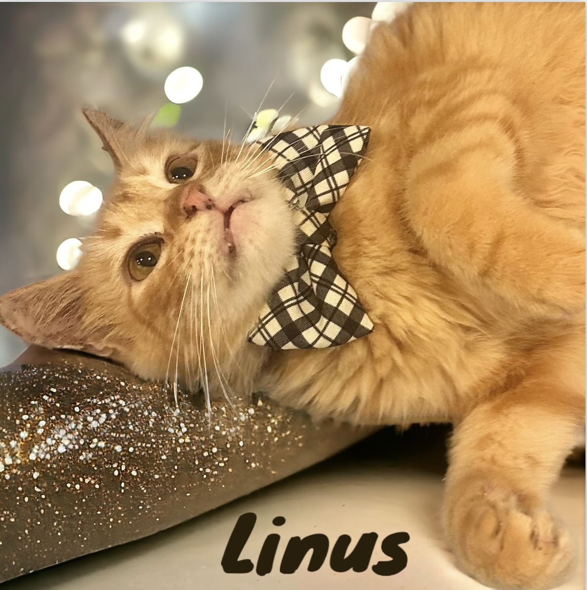 Enlarge Linus, a Adoptable Domestic Medium Hair in Dickinson, TX image 4/6