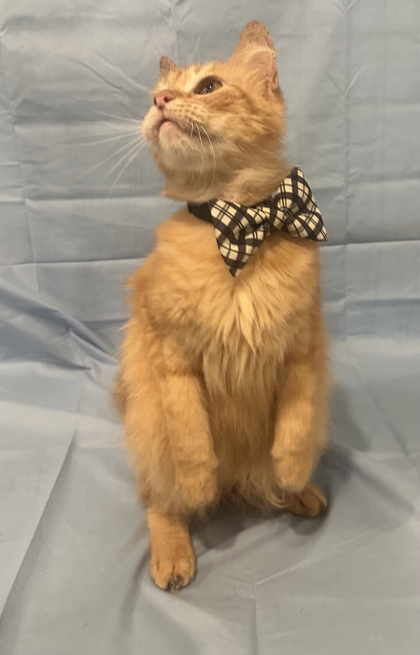 Enlarge Linus, a Adoptable Domestic Medium Hair in Dickinson, TX image 5/6