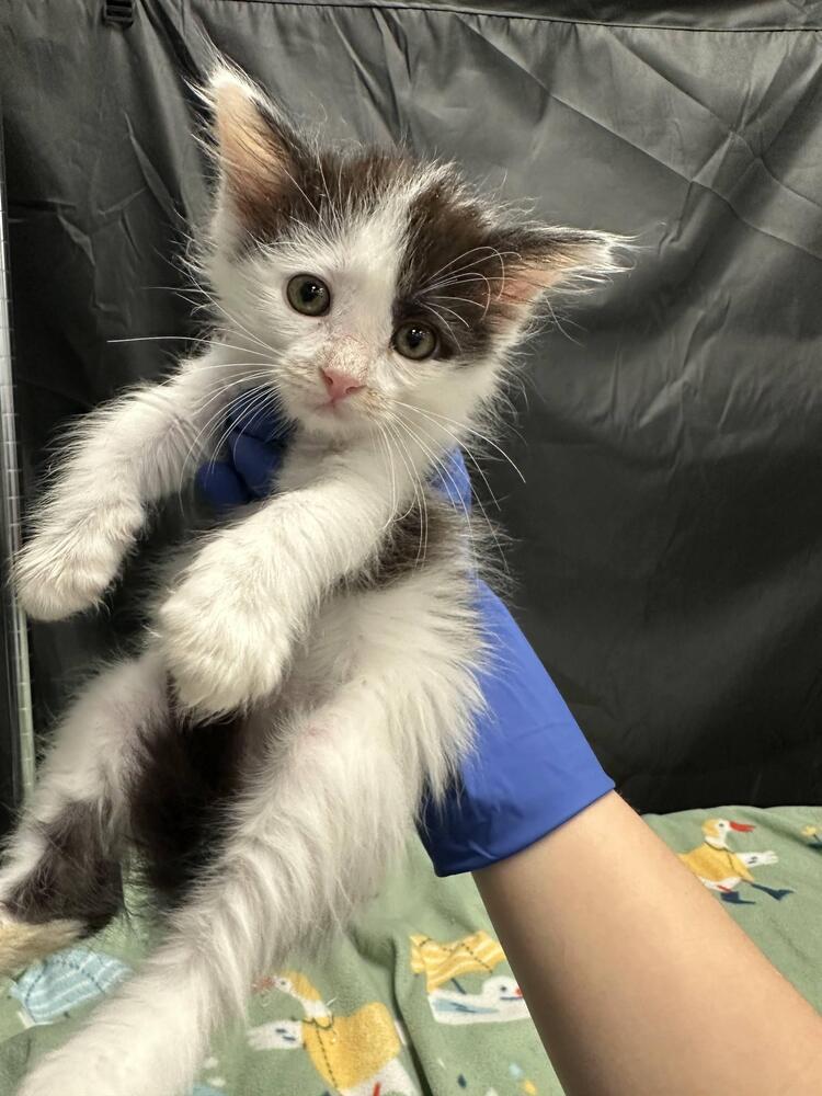 Messi, Adoptable, Kitten Male Domestic Long Hair & Ragamuffin.