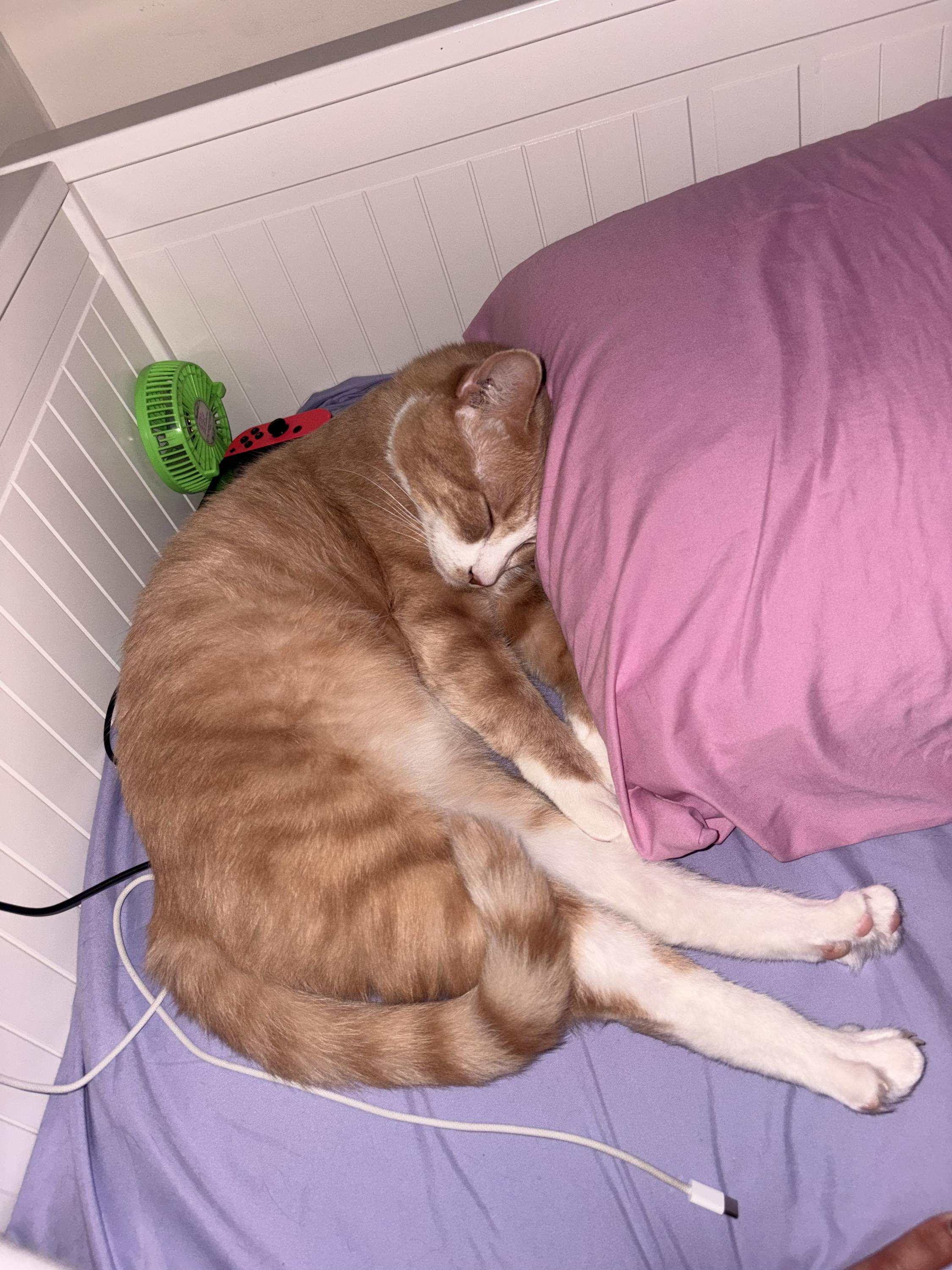 OG Guy-nunoby, a ADOPTABLE Domestic Short Hair in Long Island City, NY image 2/6