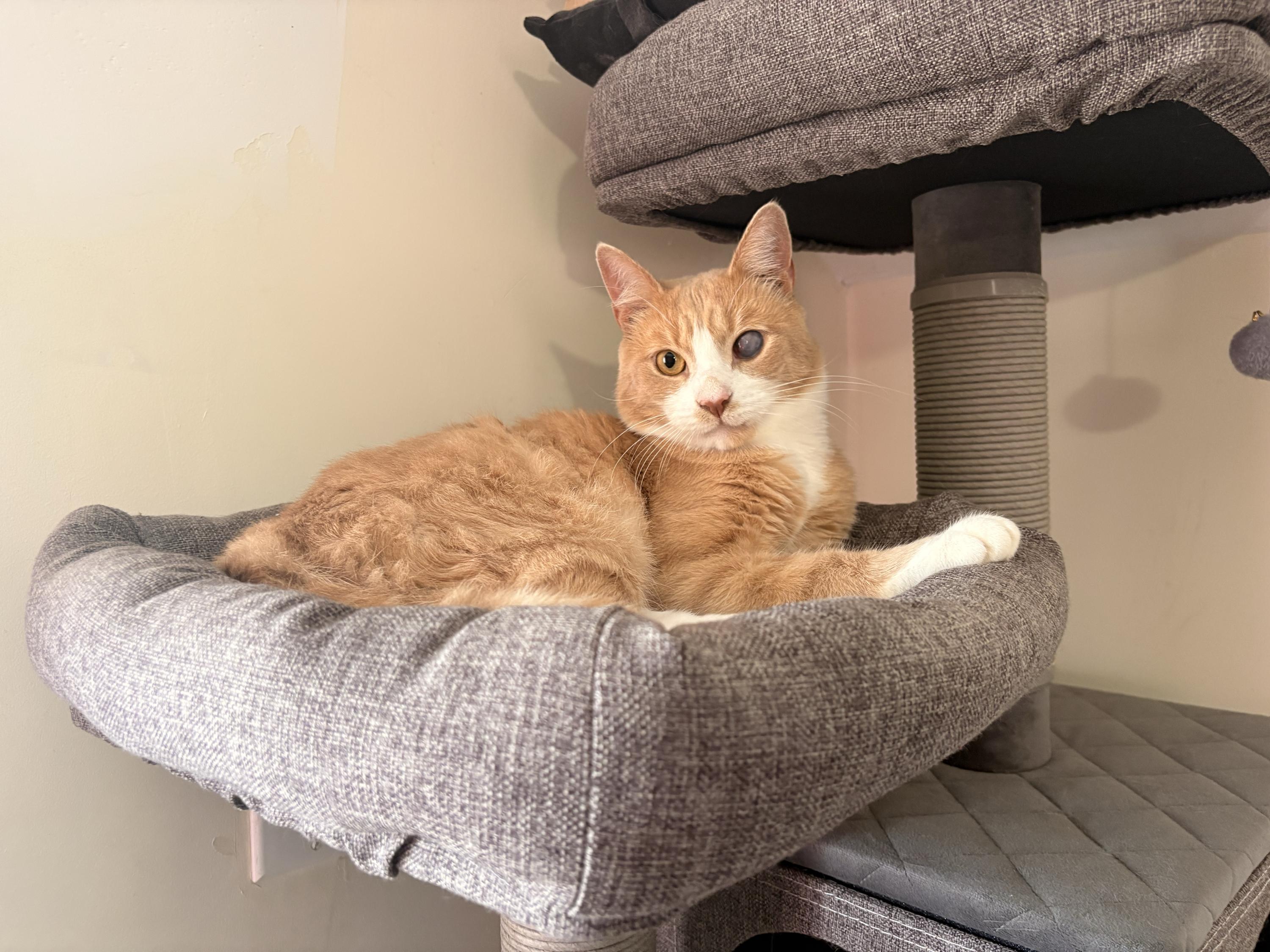 OG Guy-nunoby, ADOPTABLE, Adult Male Domestic Short Hair.