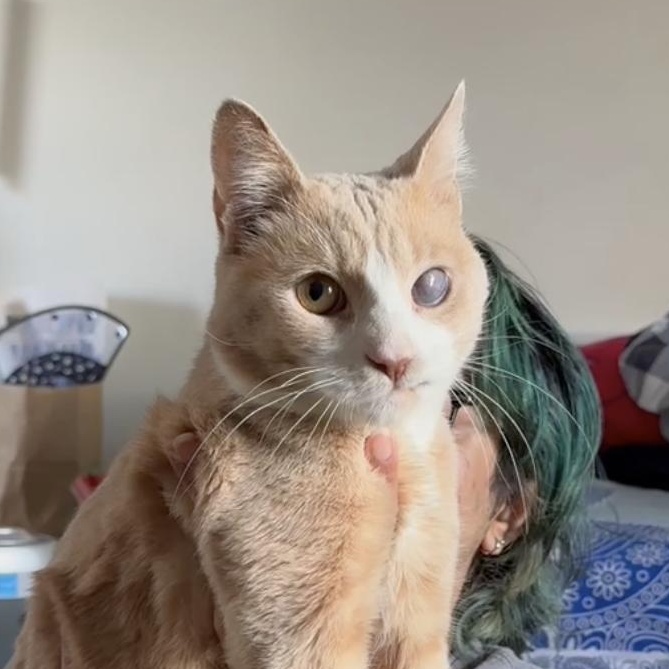 Guy from Fahrenheit 451, a ADOPTABLE Domestic Short Hair in Long Island City, NY image 1/6
