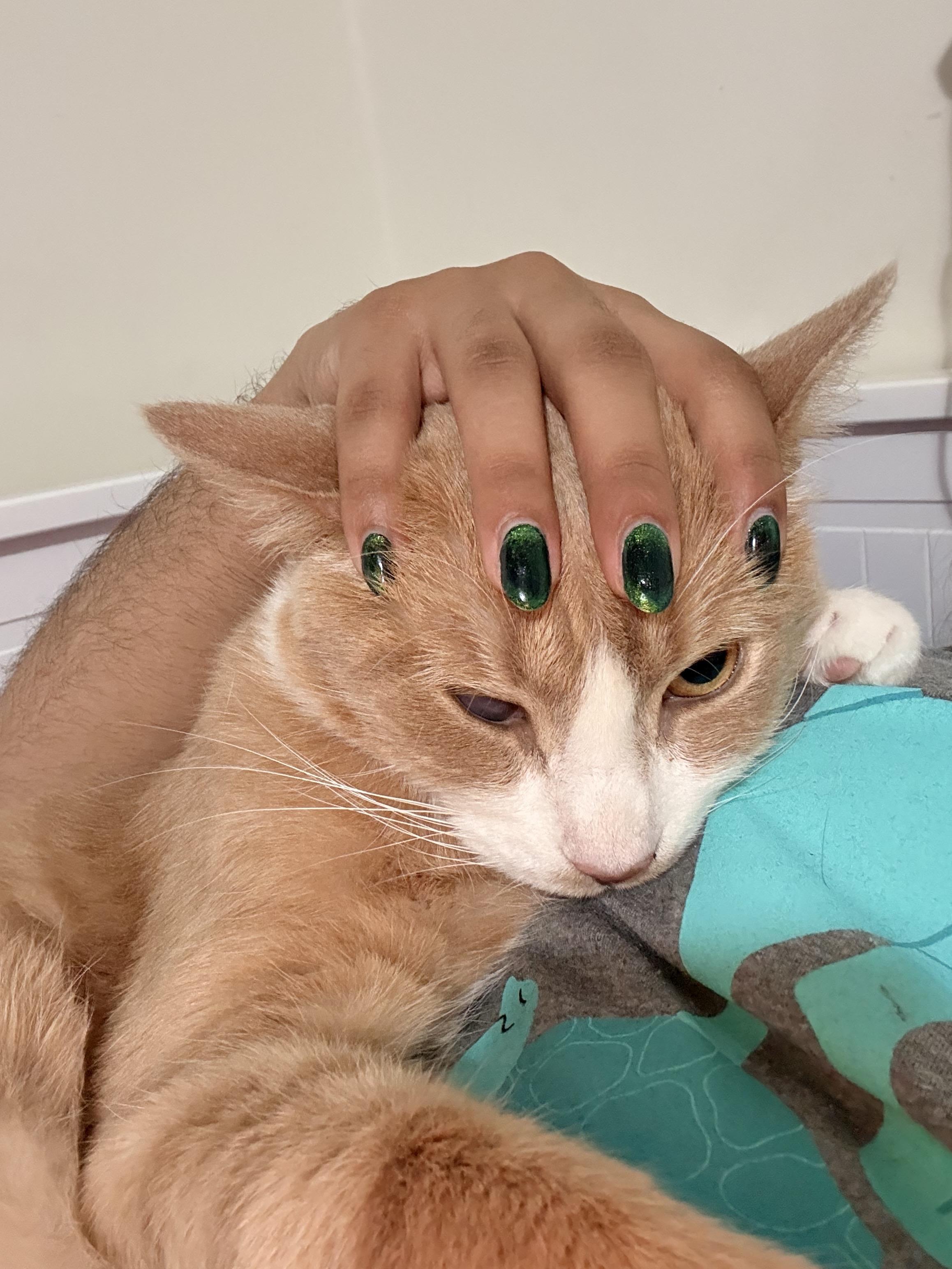 OG Guy-nunoby, a ADOPTABLE Domestic Short Hair in Long Island City, NY image 3/6