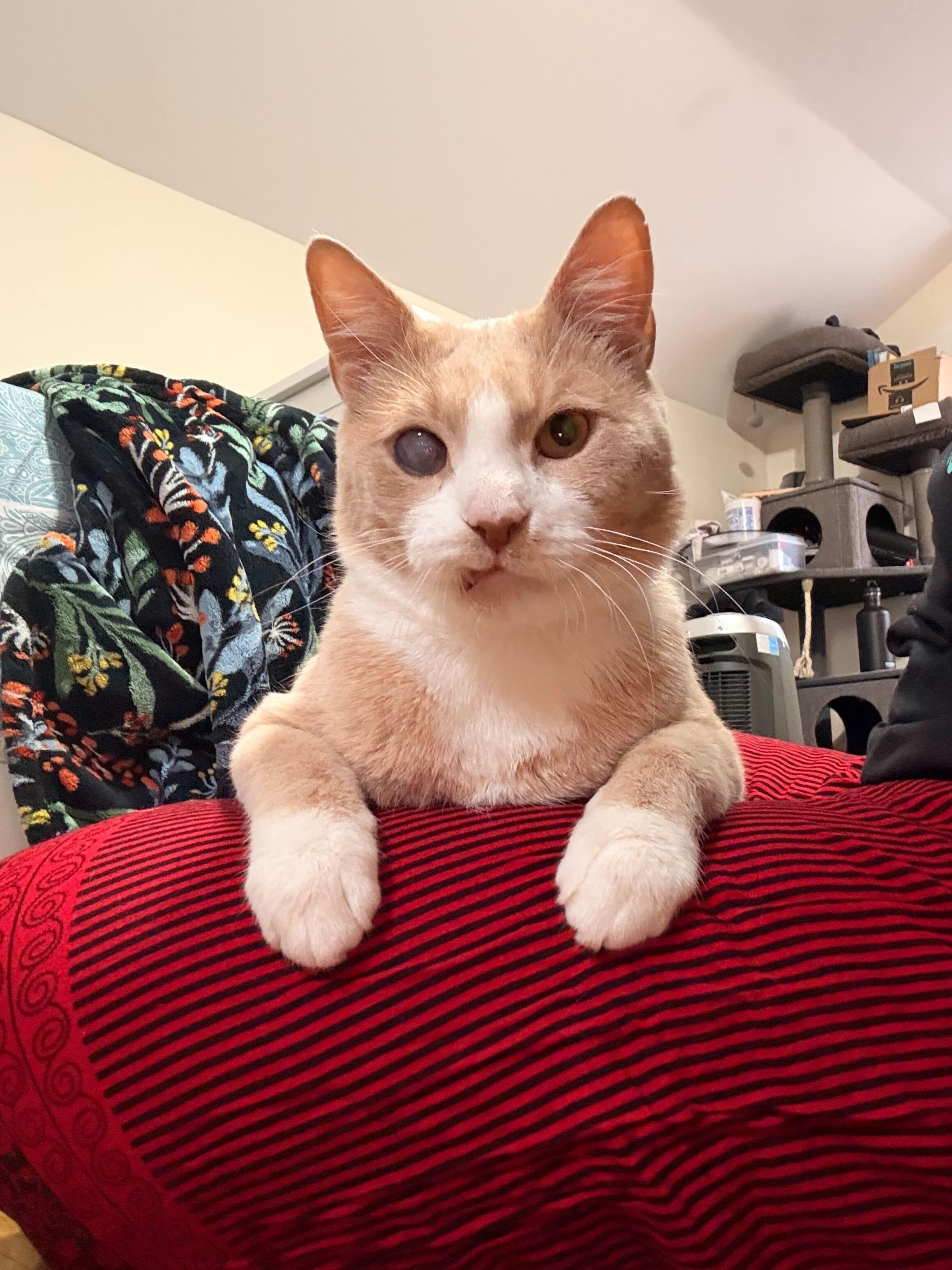 Guy from Fahrenheit 451, a ADOPTABLE Domestic Short Hair in Long Island City, NY image 3/6